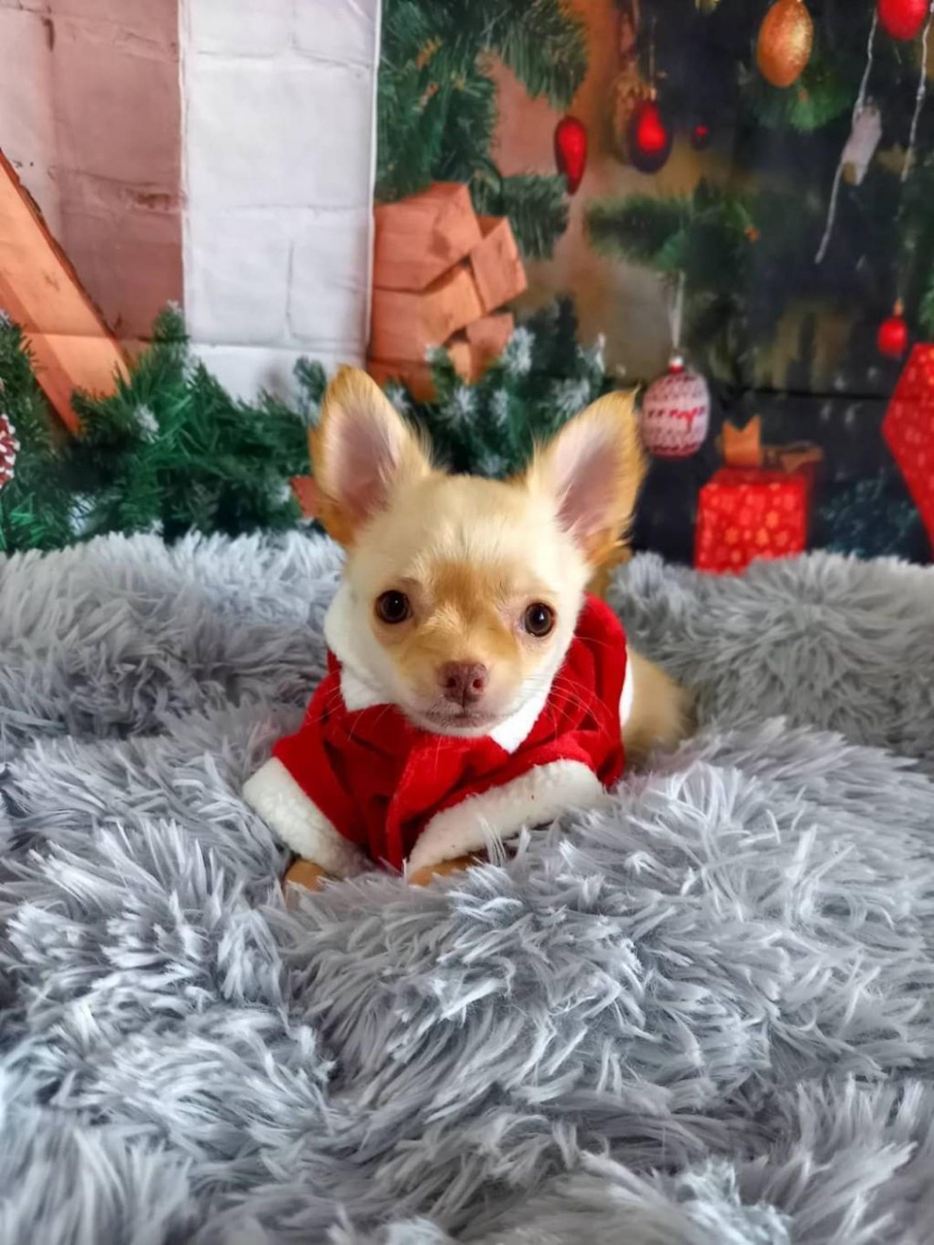 pet-image-3