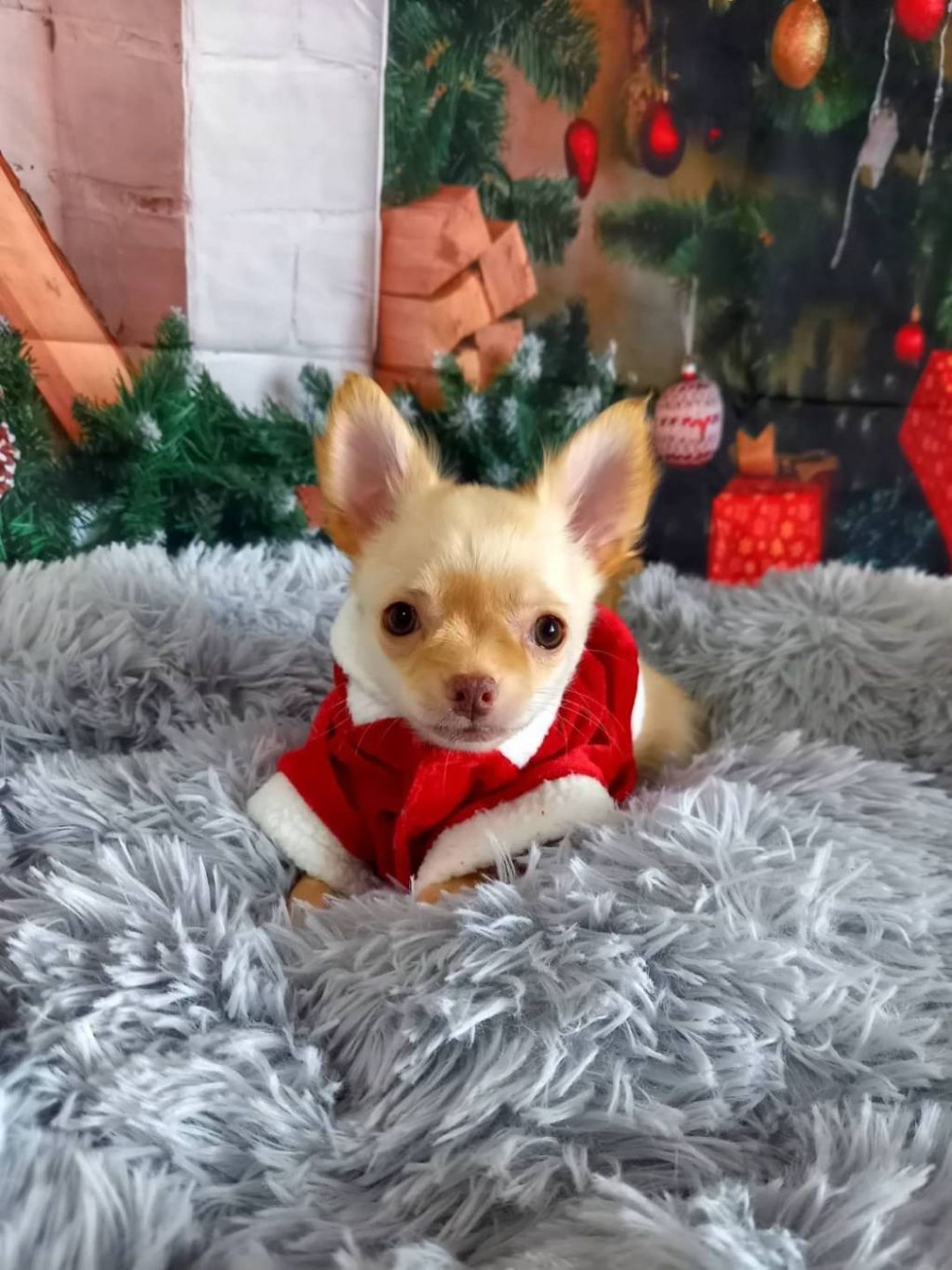 pet-image-3