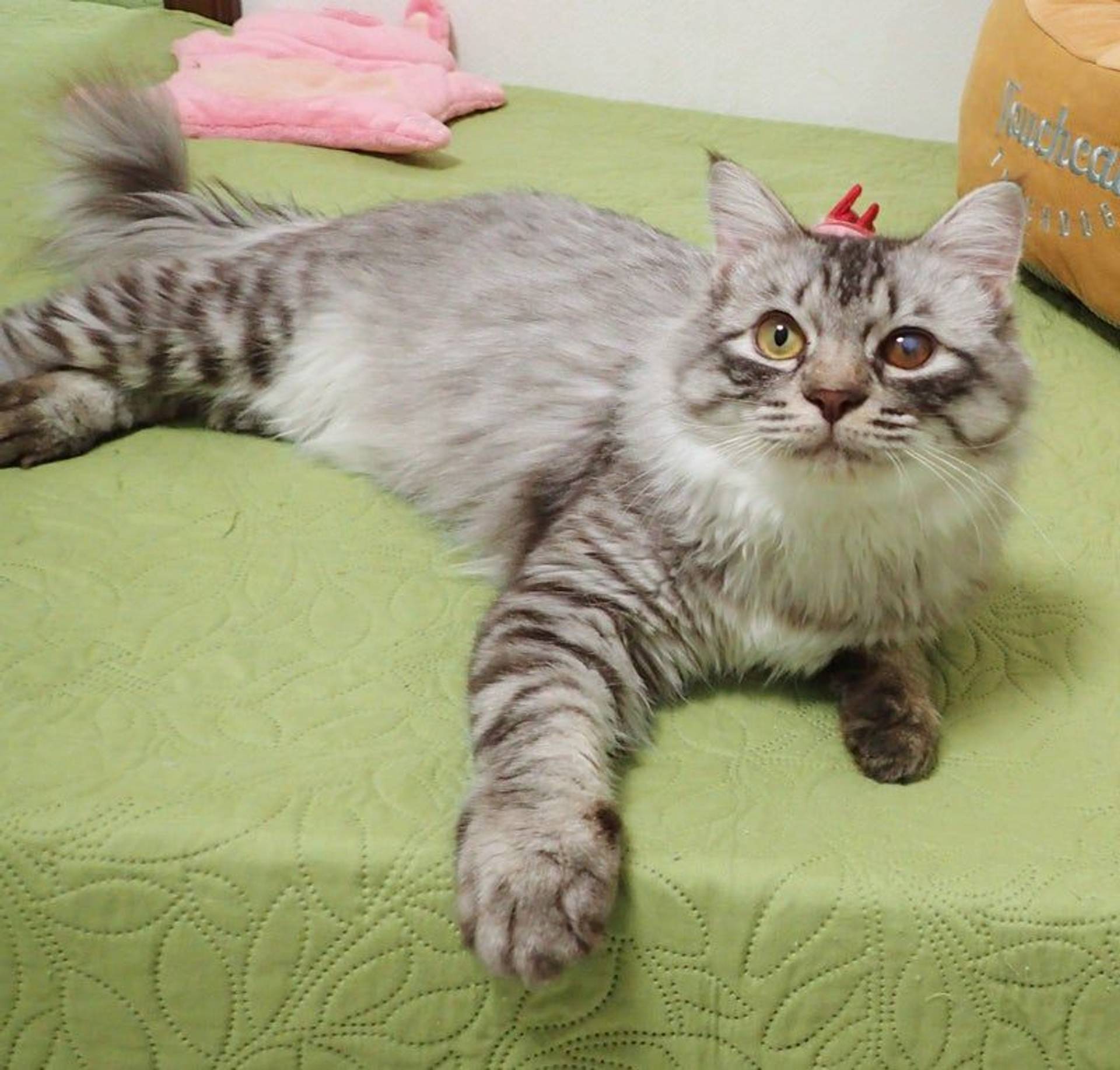 雑種（ミックス猫）・オスの里親募集の写真