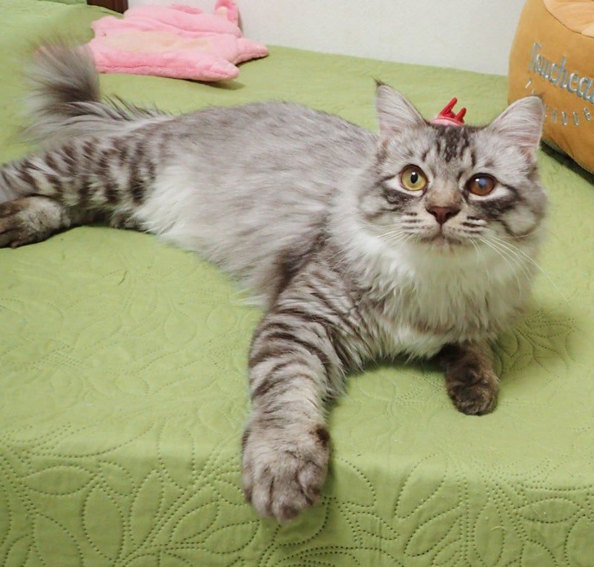 雑種（ミックス猫）・オスの里親募集の写真