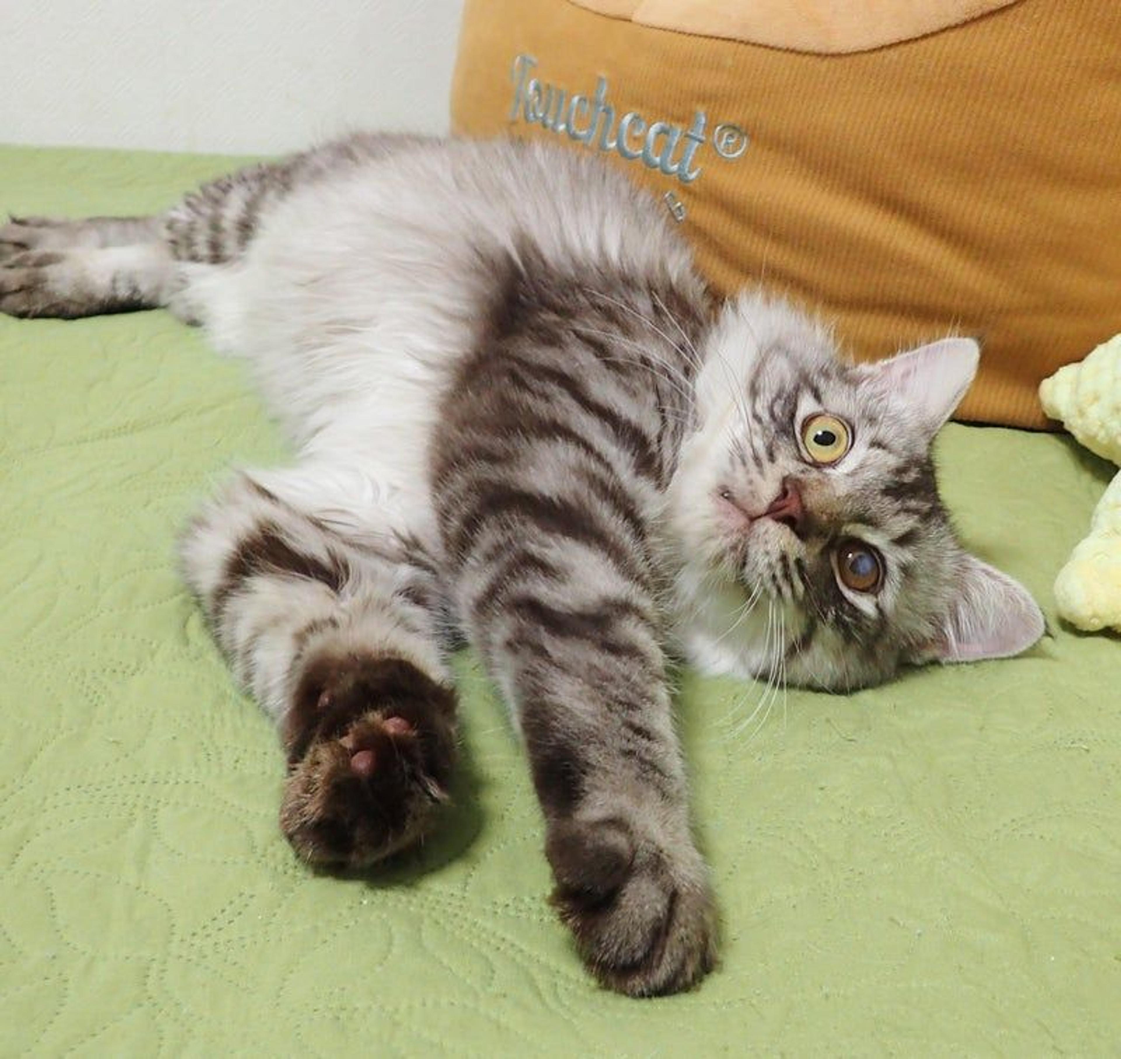 pet-image-2