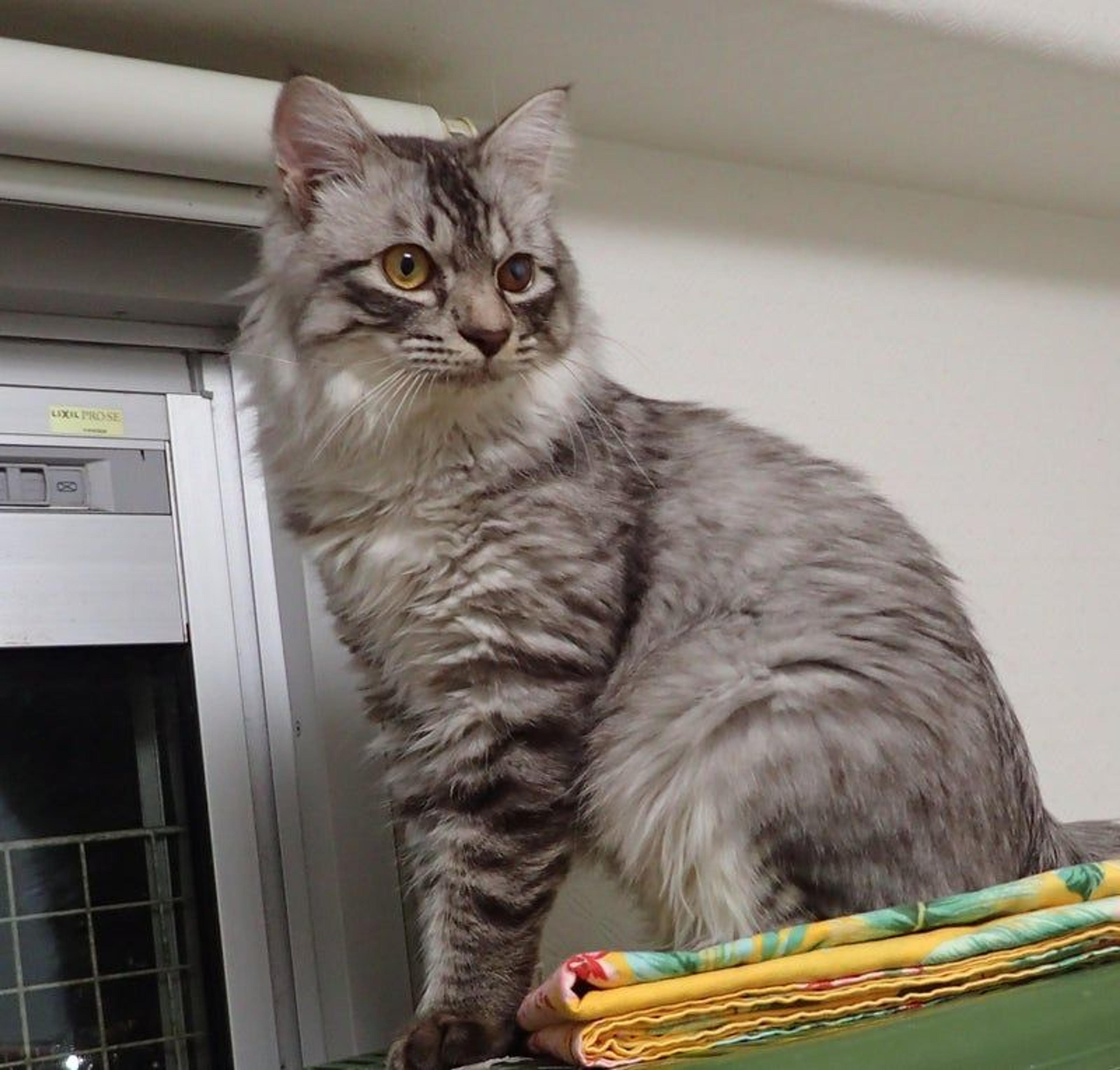 pet-image-3