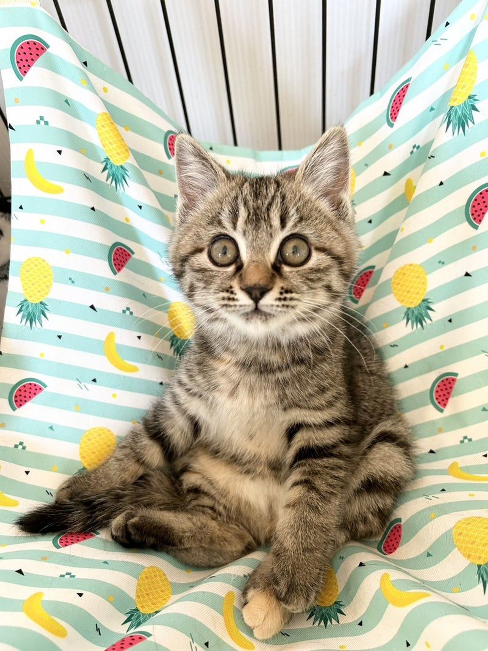 雑種（ミックス猫）・メスの里親募集の写真