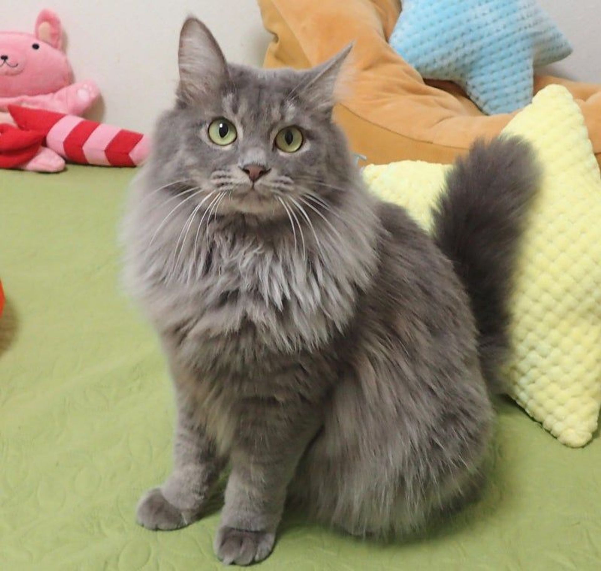 雑種（ミックス猫）・メスの里親募集の写真