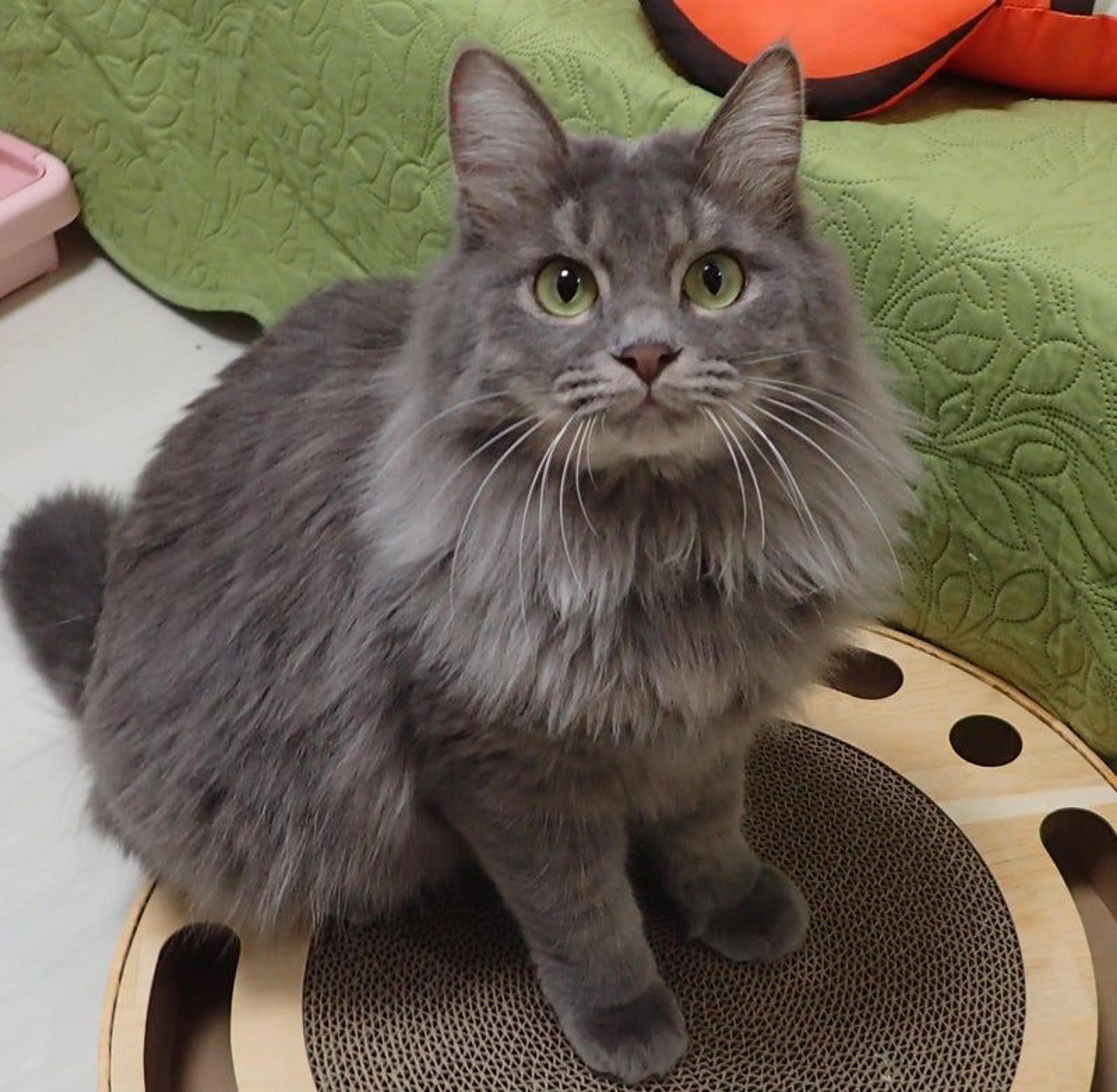 pet-image-2
