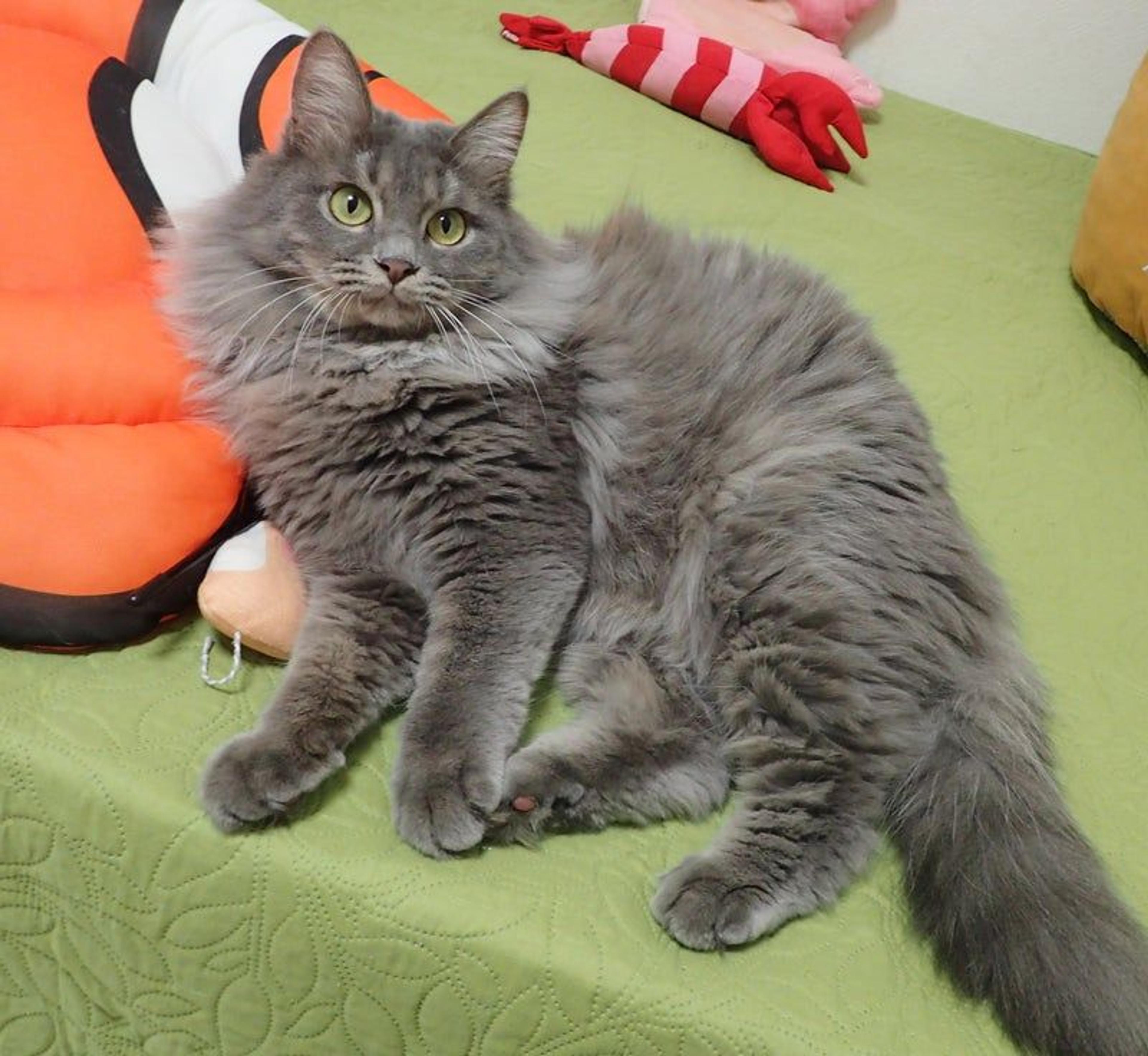 pet-image-3