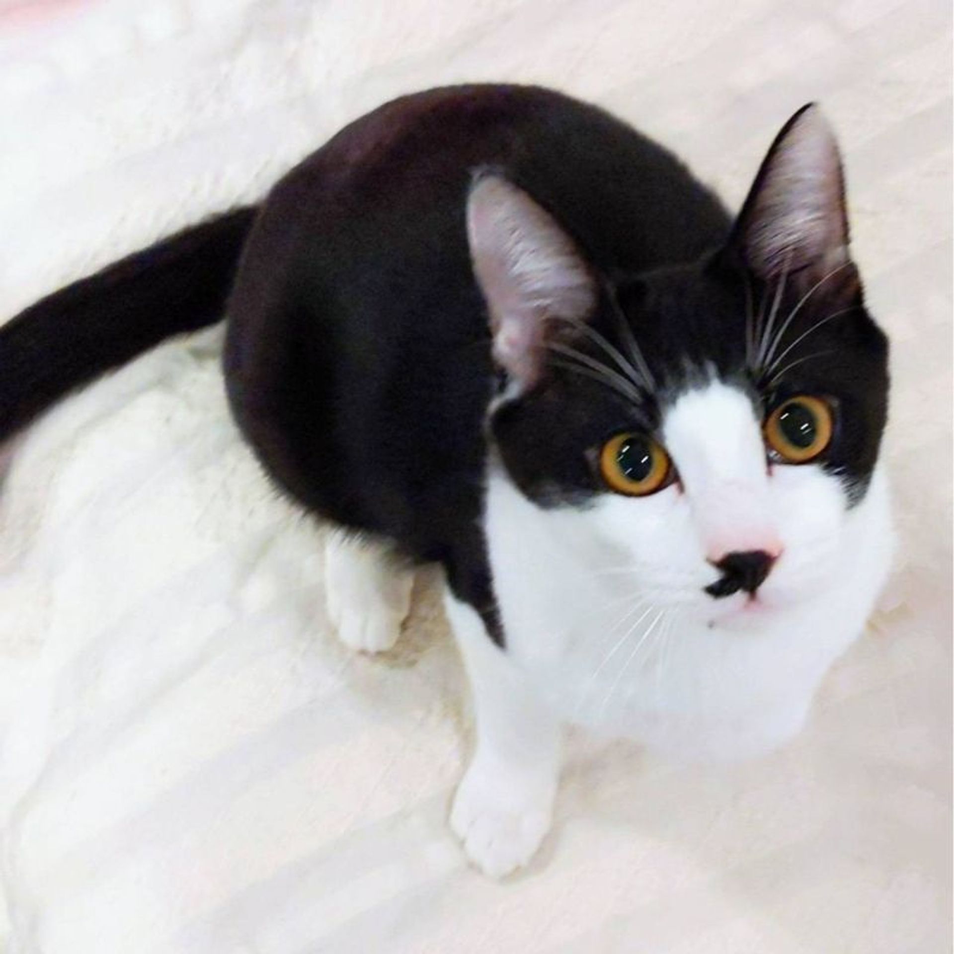 雑種（ミックス猫）・オスの里親募集の写真