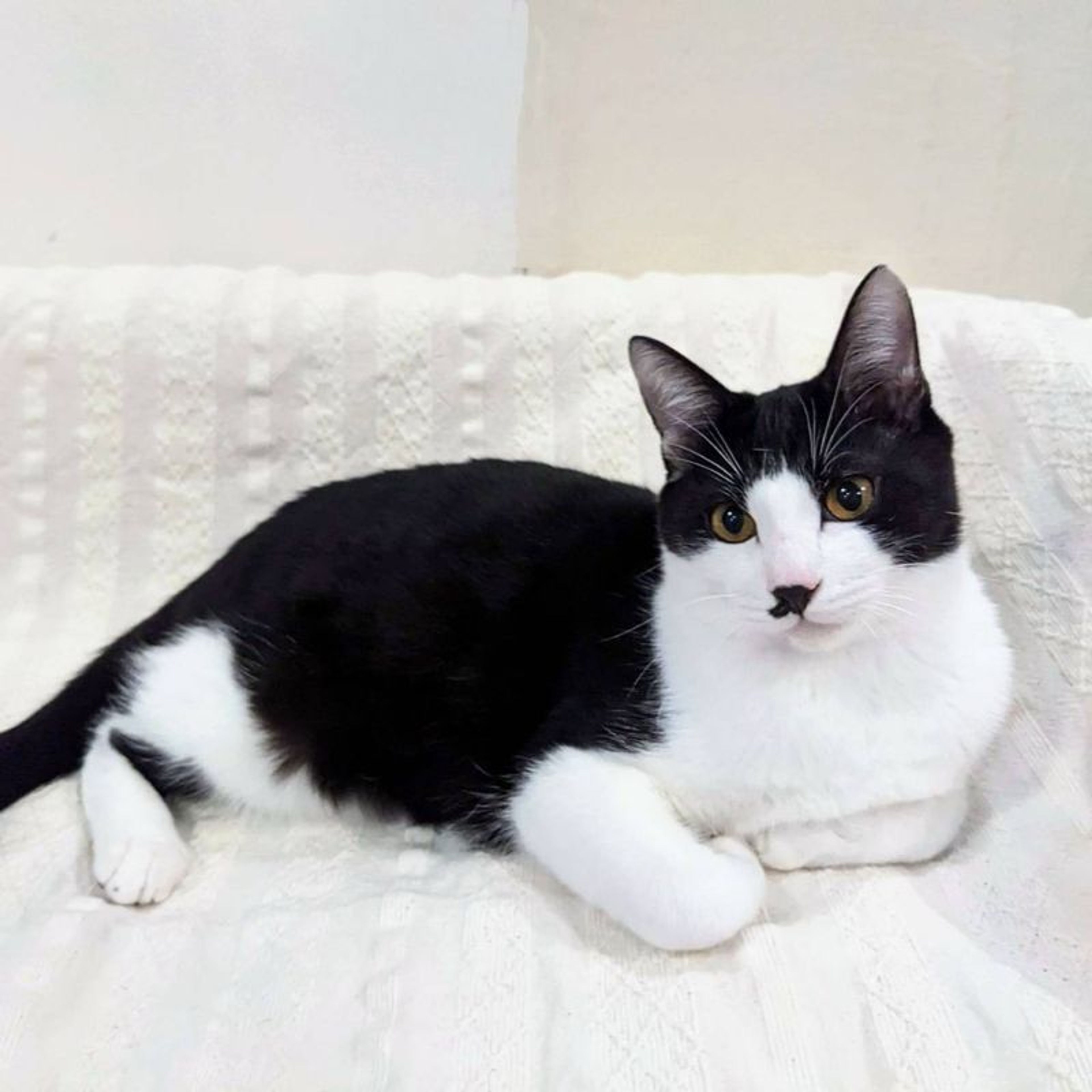 pet-image-2