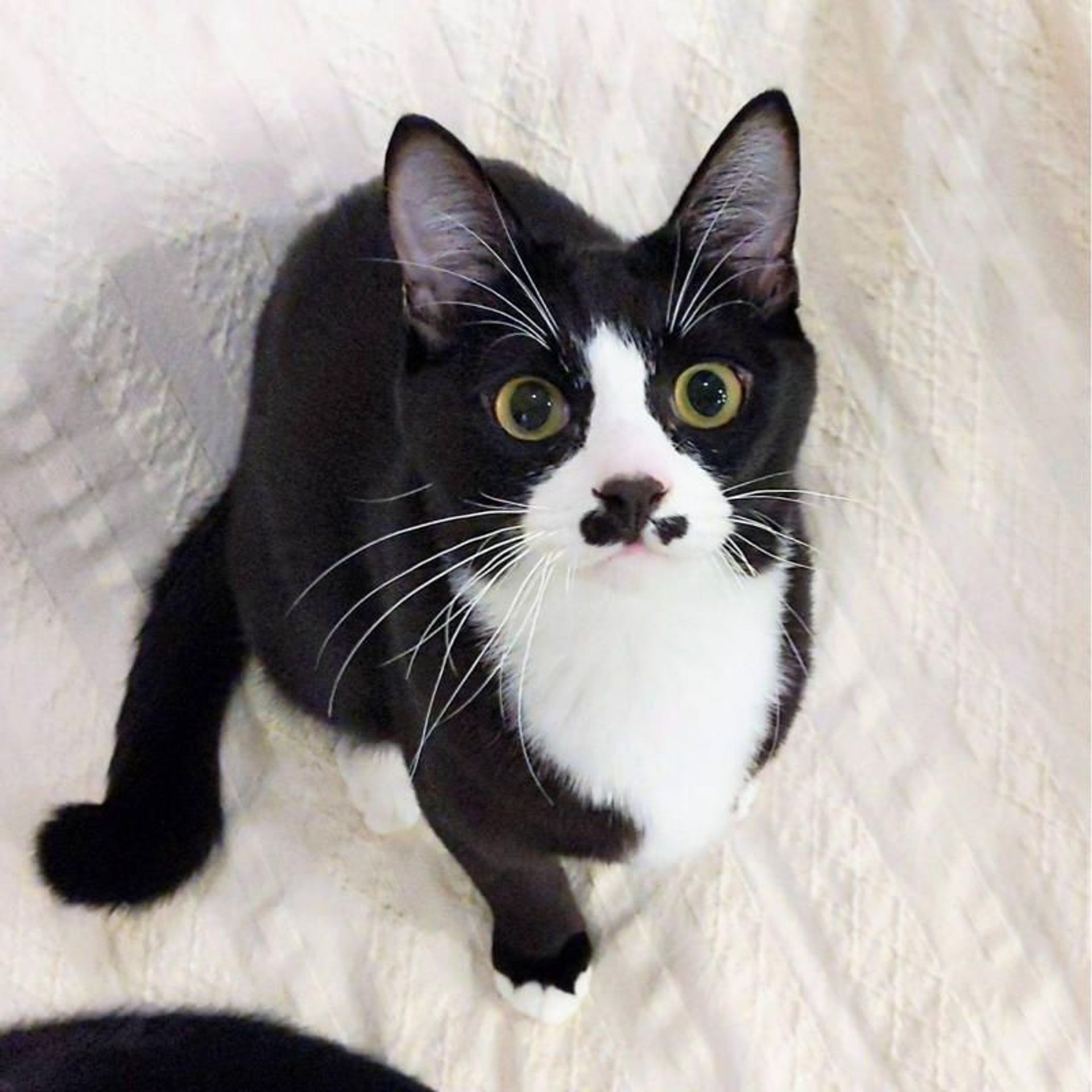 雑種（ミックス猫）・オスの里親募集の写真