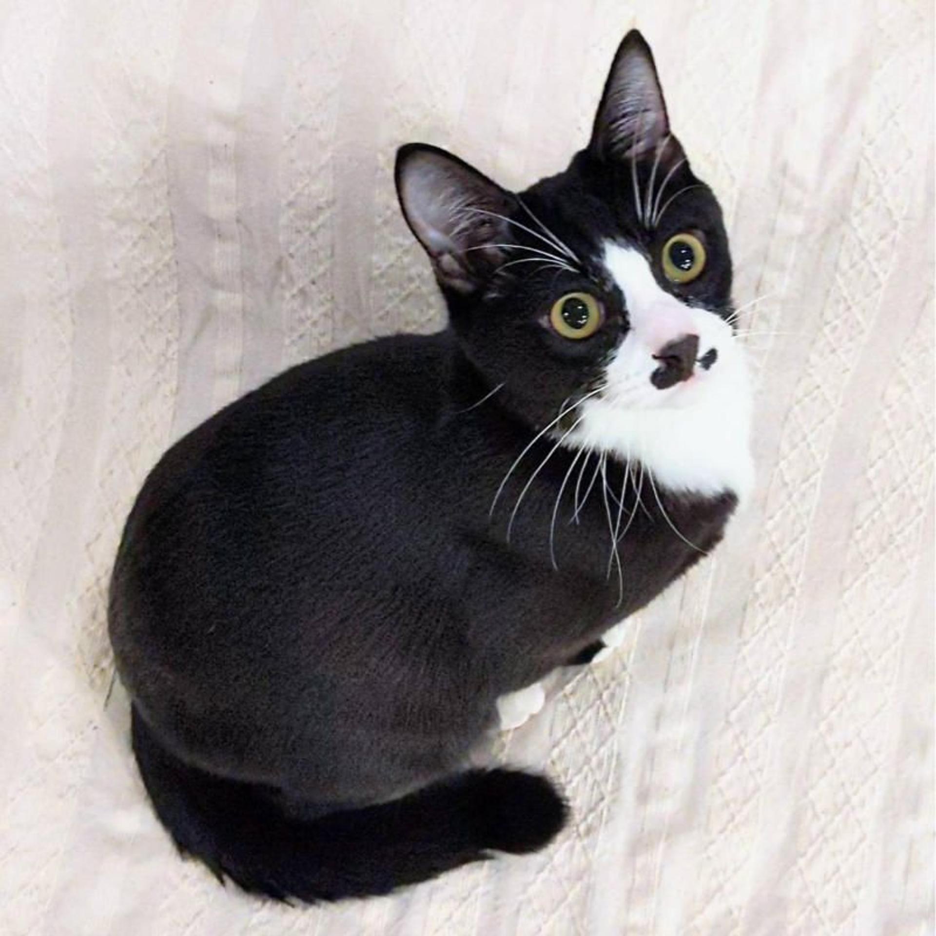 pet-image-2
