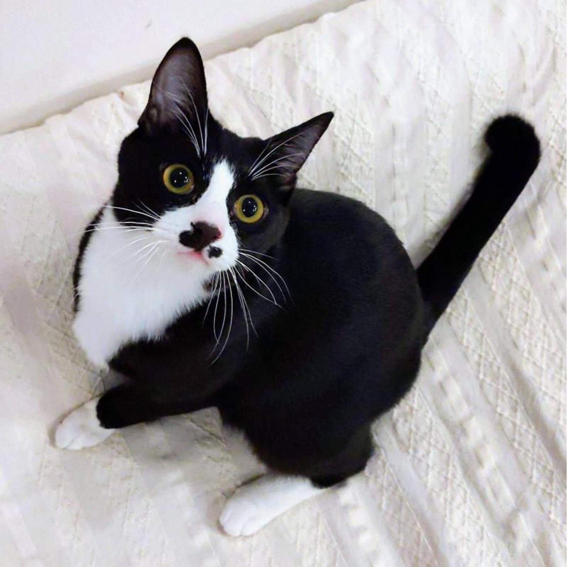 pet-image-3