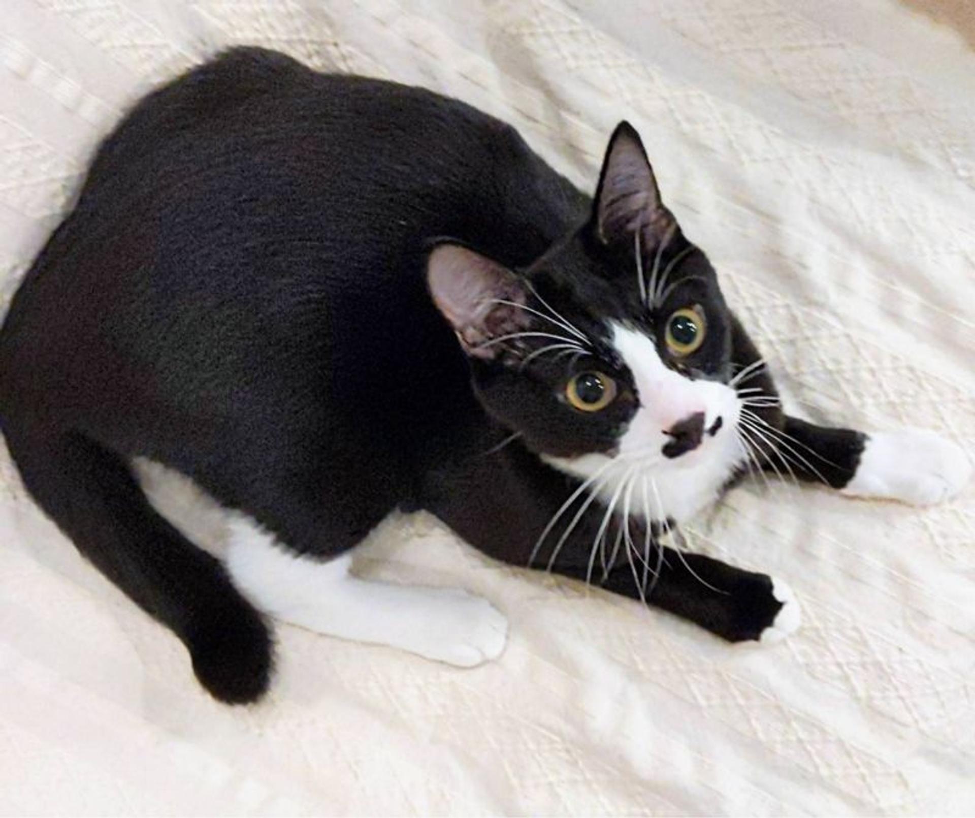 pet-image-4