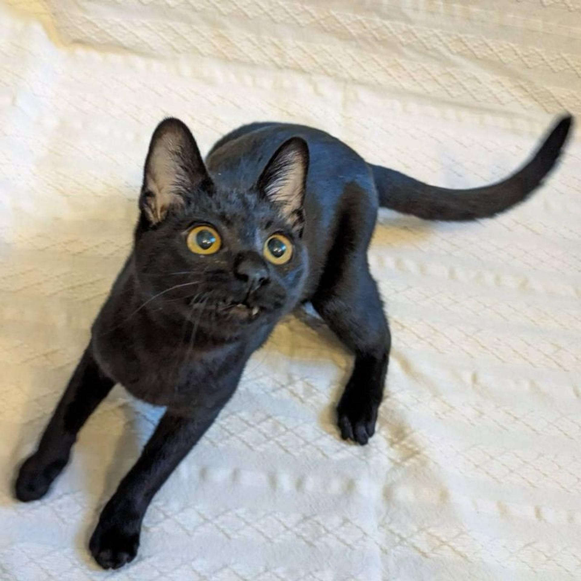 pet-image-4