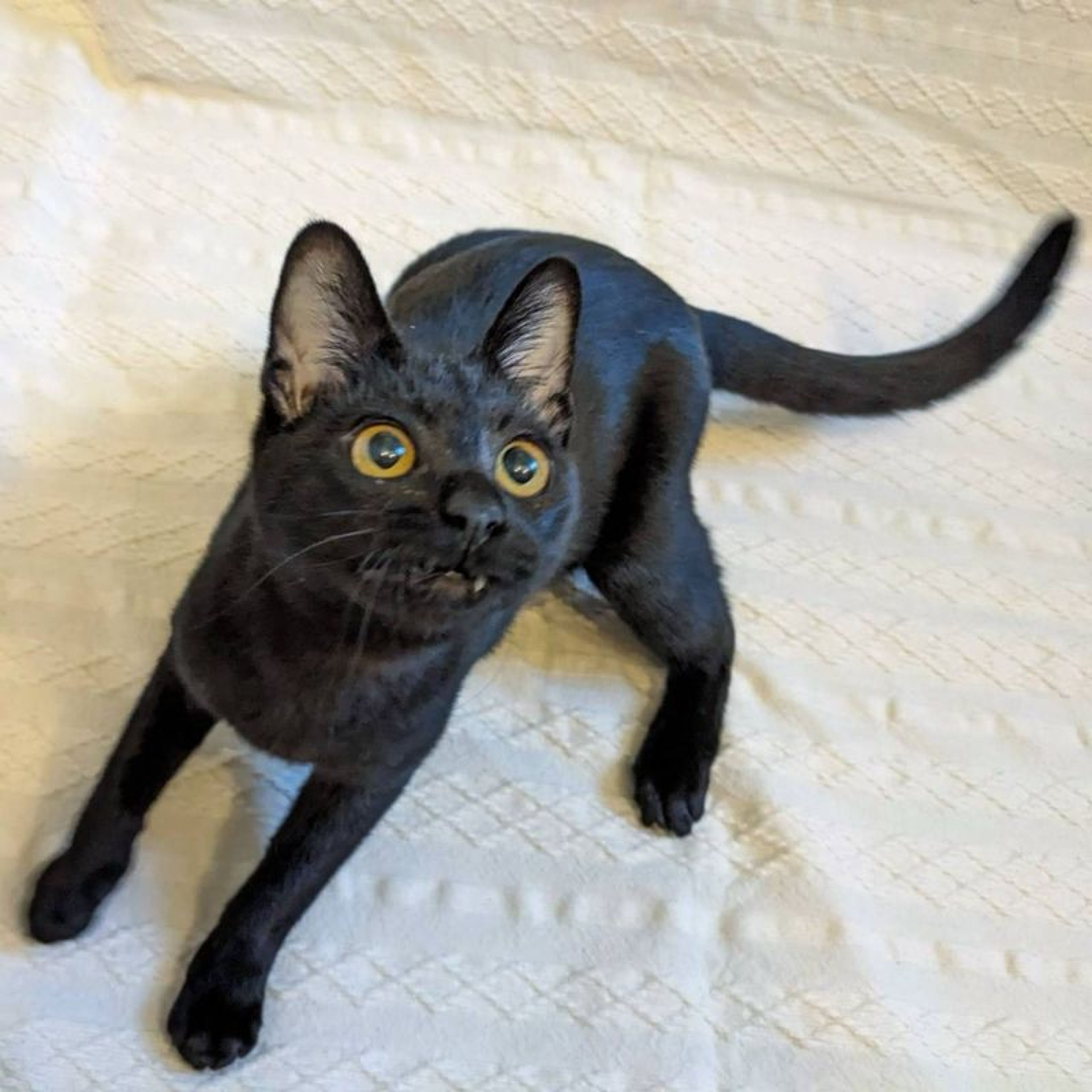 pet-image-4