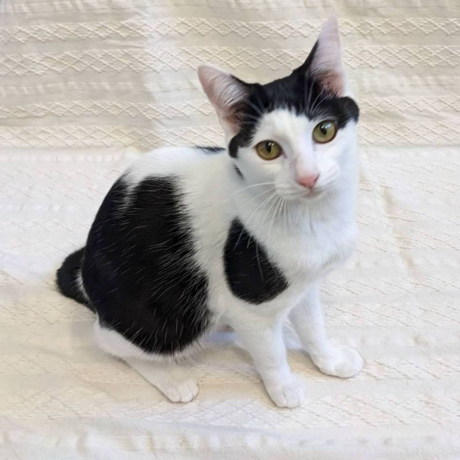 雑種（ミックス猫）・オスの里親募集の写真