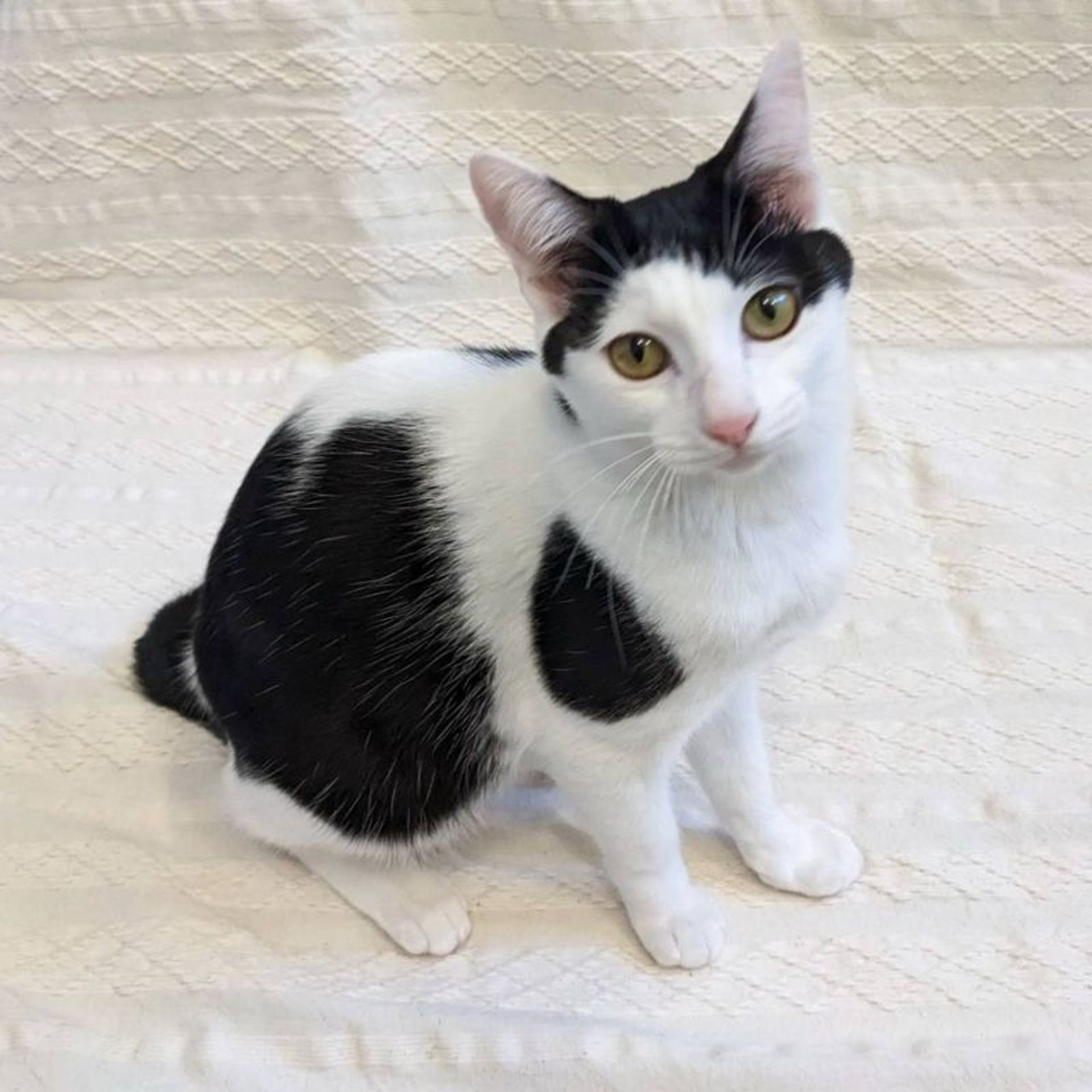 雑種（ミックス猫）・オスの里親募集の写真