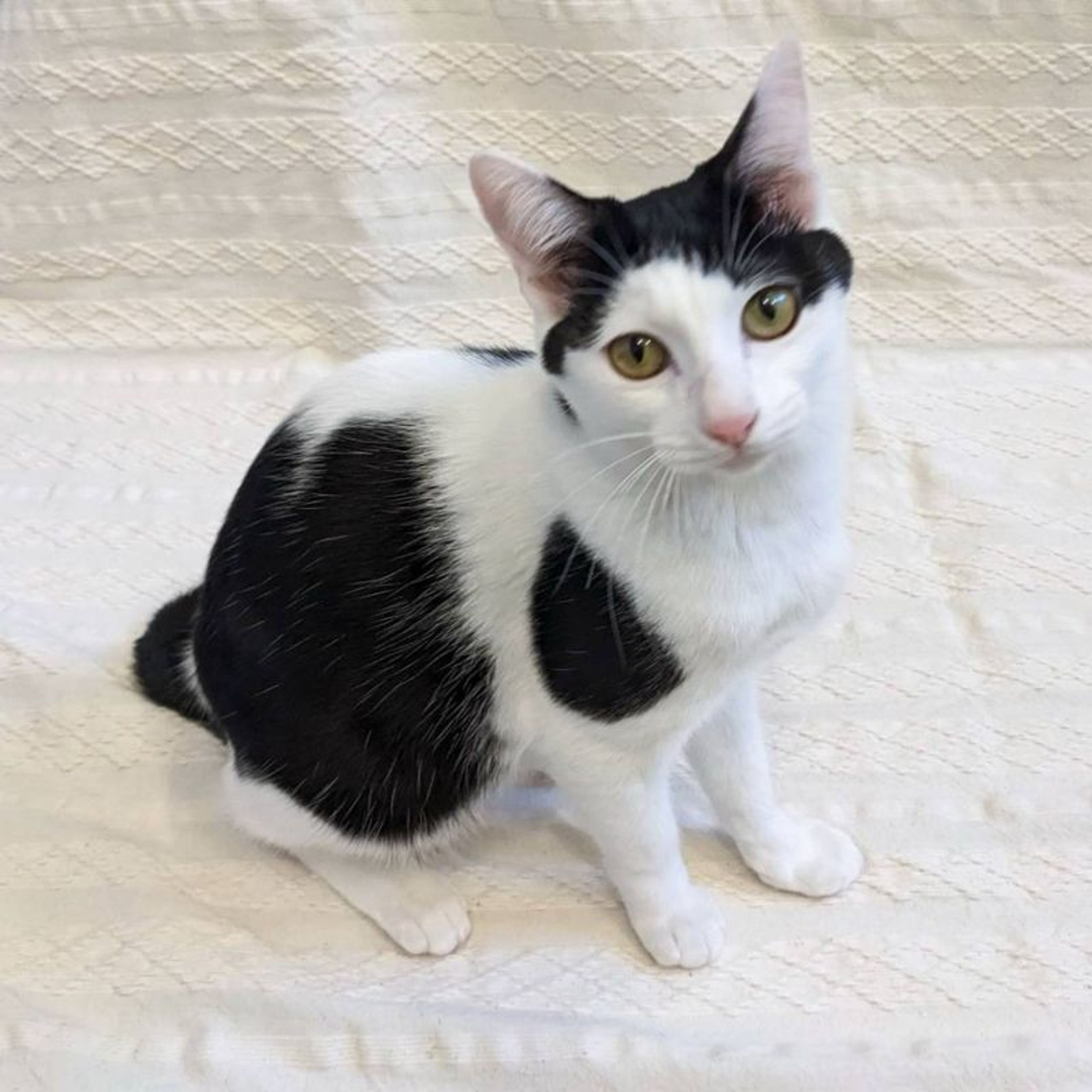 雑種（ミックス猫）・オスの里親募集の写真