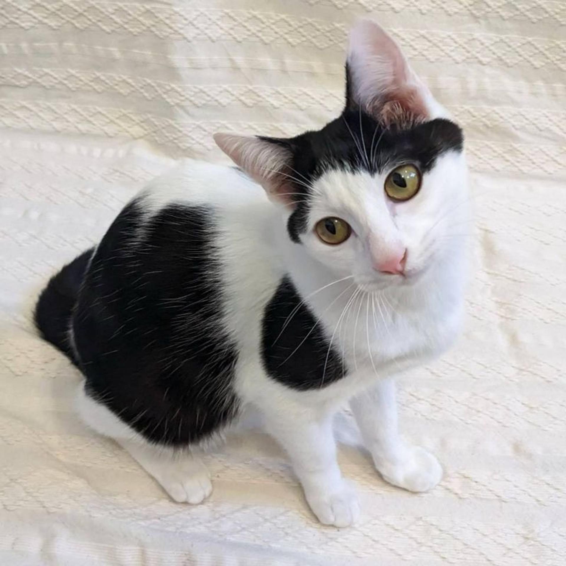pet-image-2