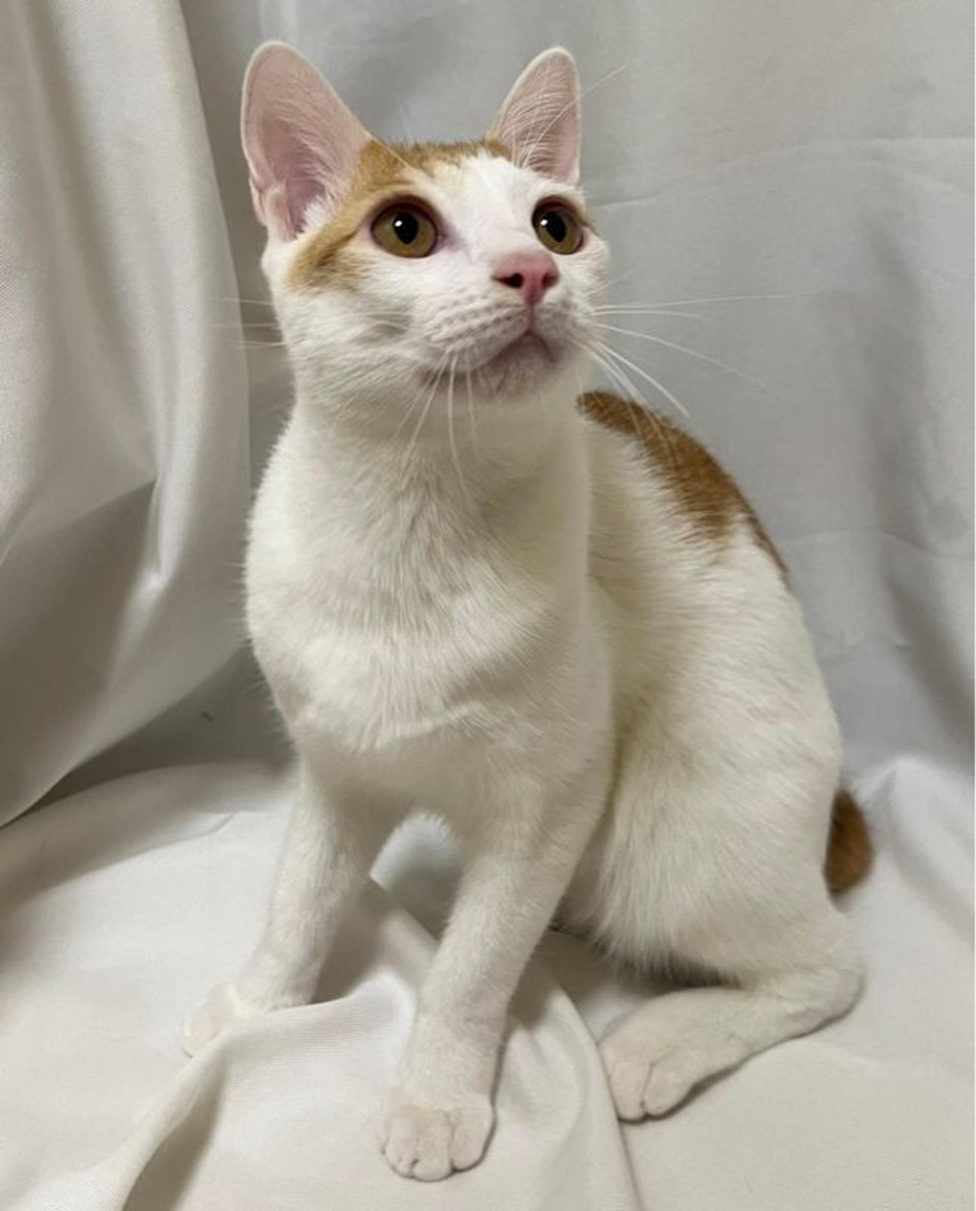 pet-image-4