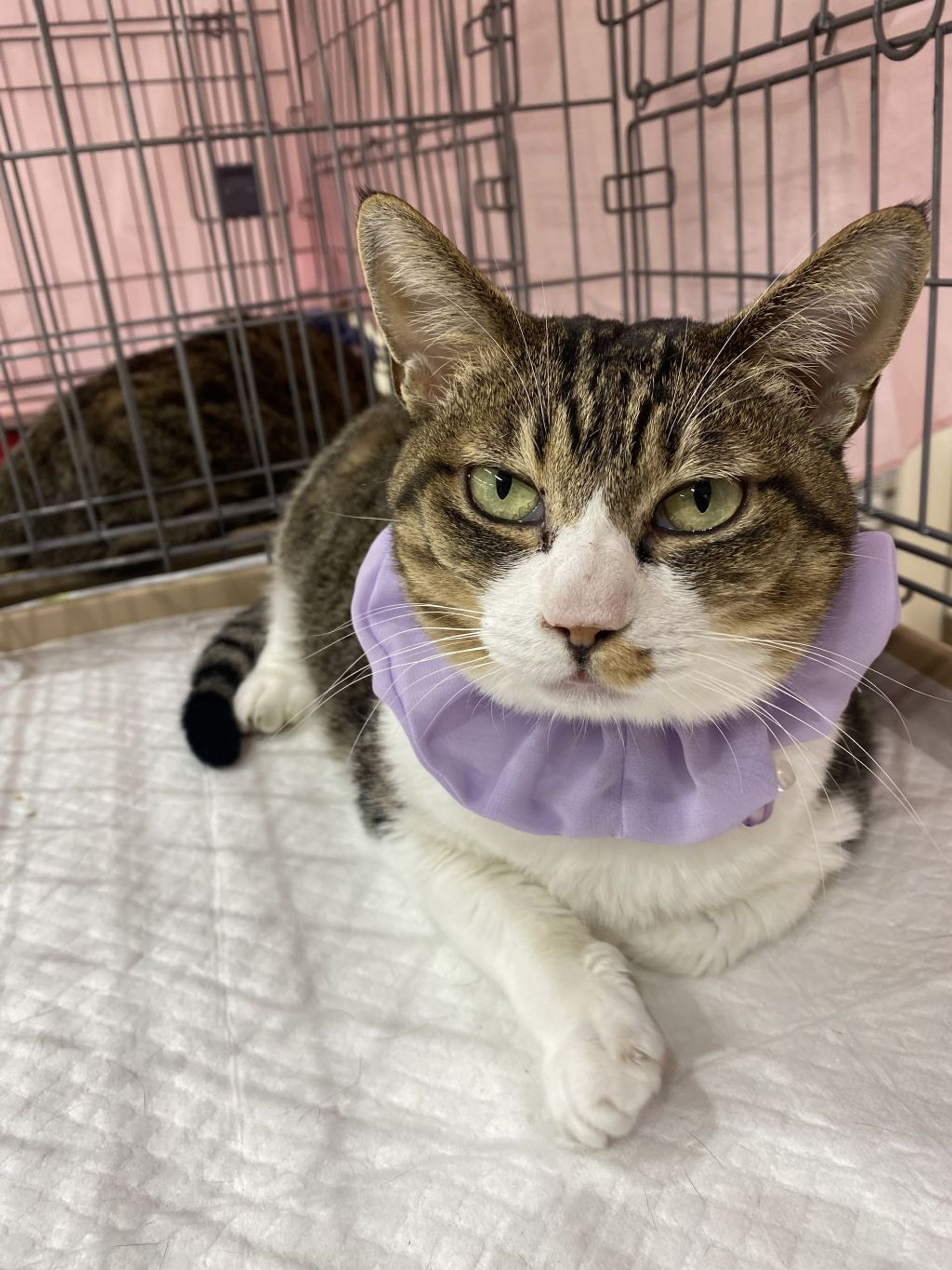 雑種（ミックス猫）・メスの里親募集の写真