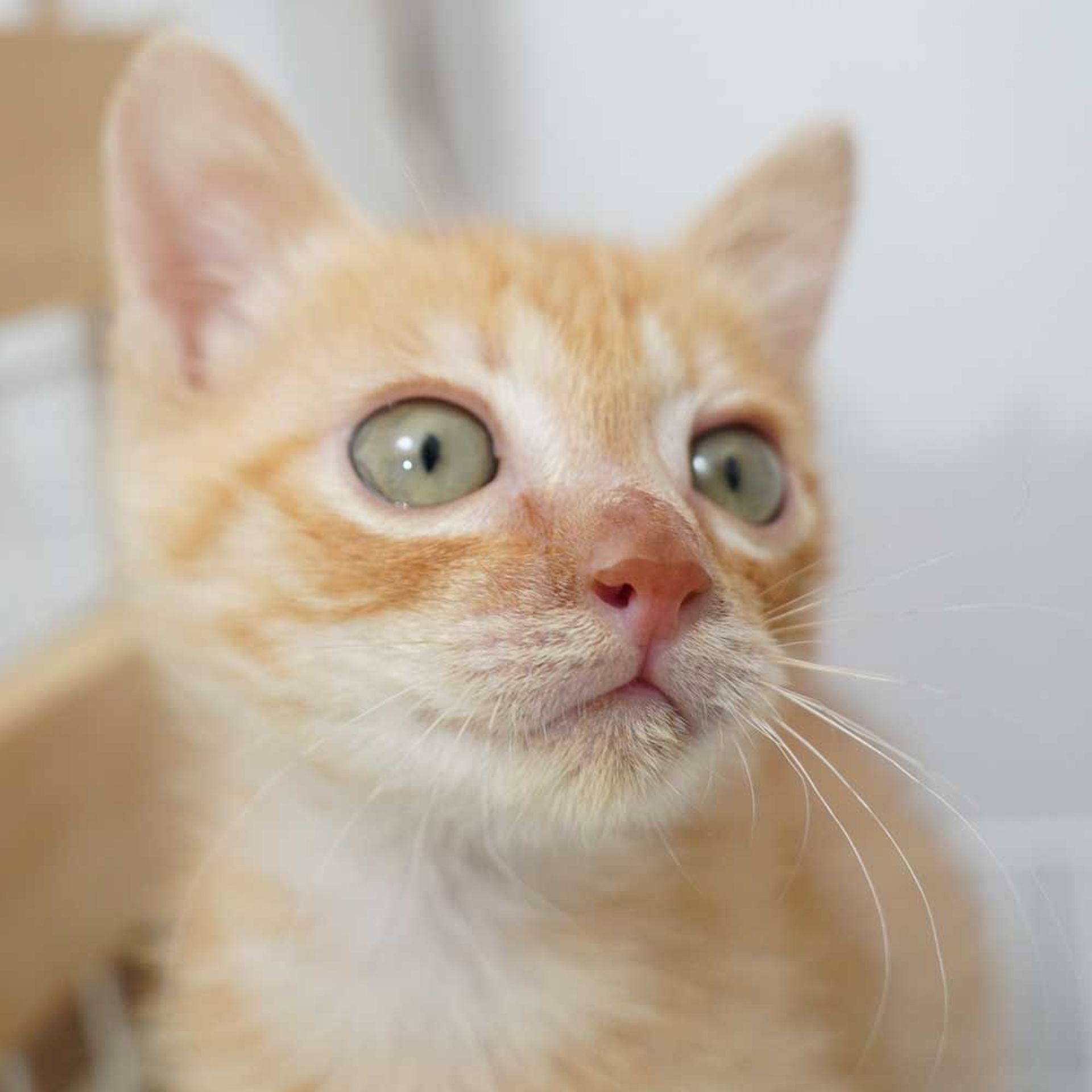 雑種（ミックス猫）・オスの里親募集の写真