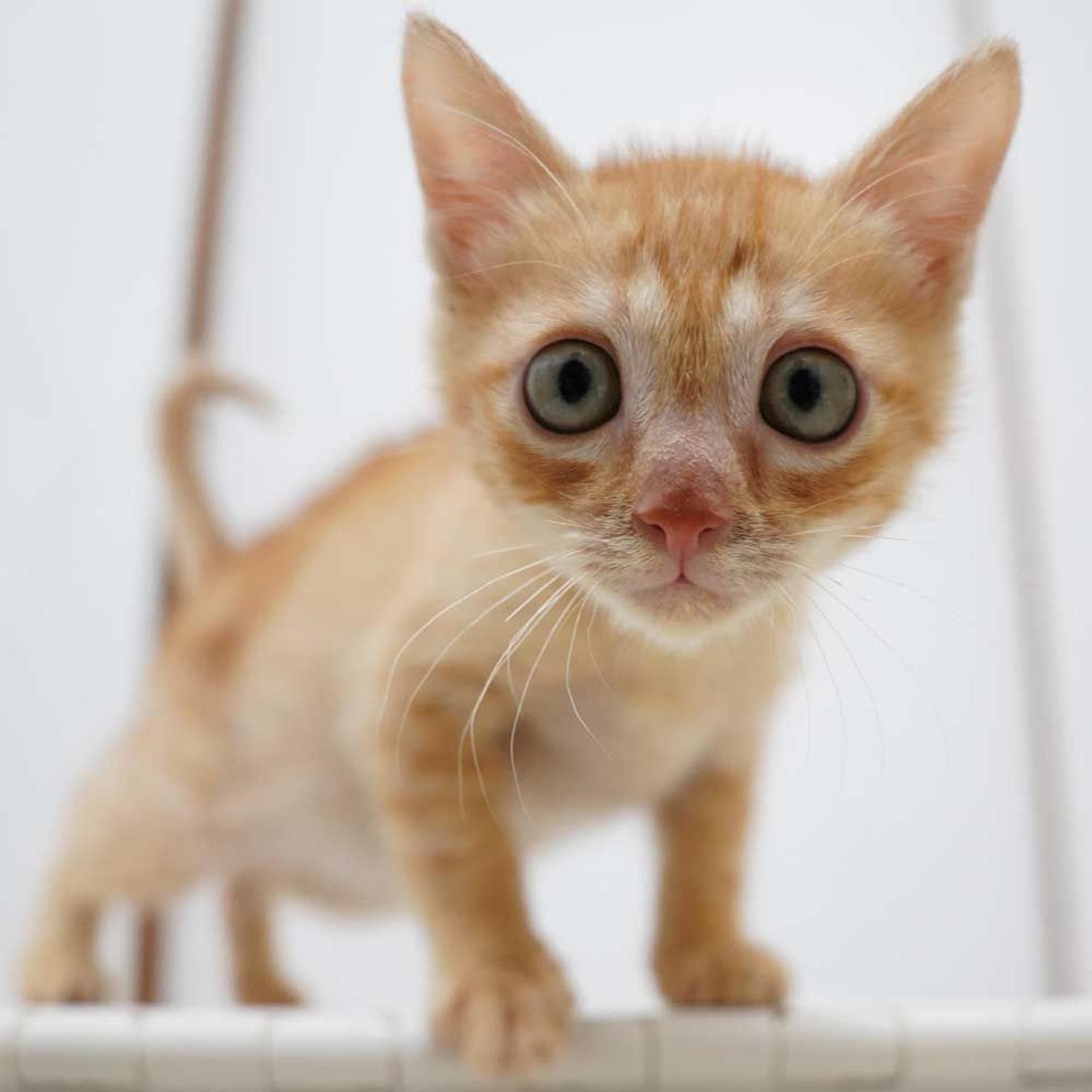 pet-image-6