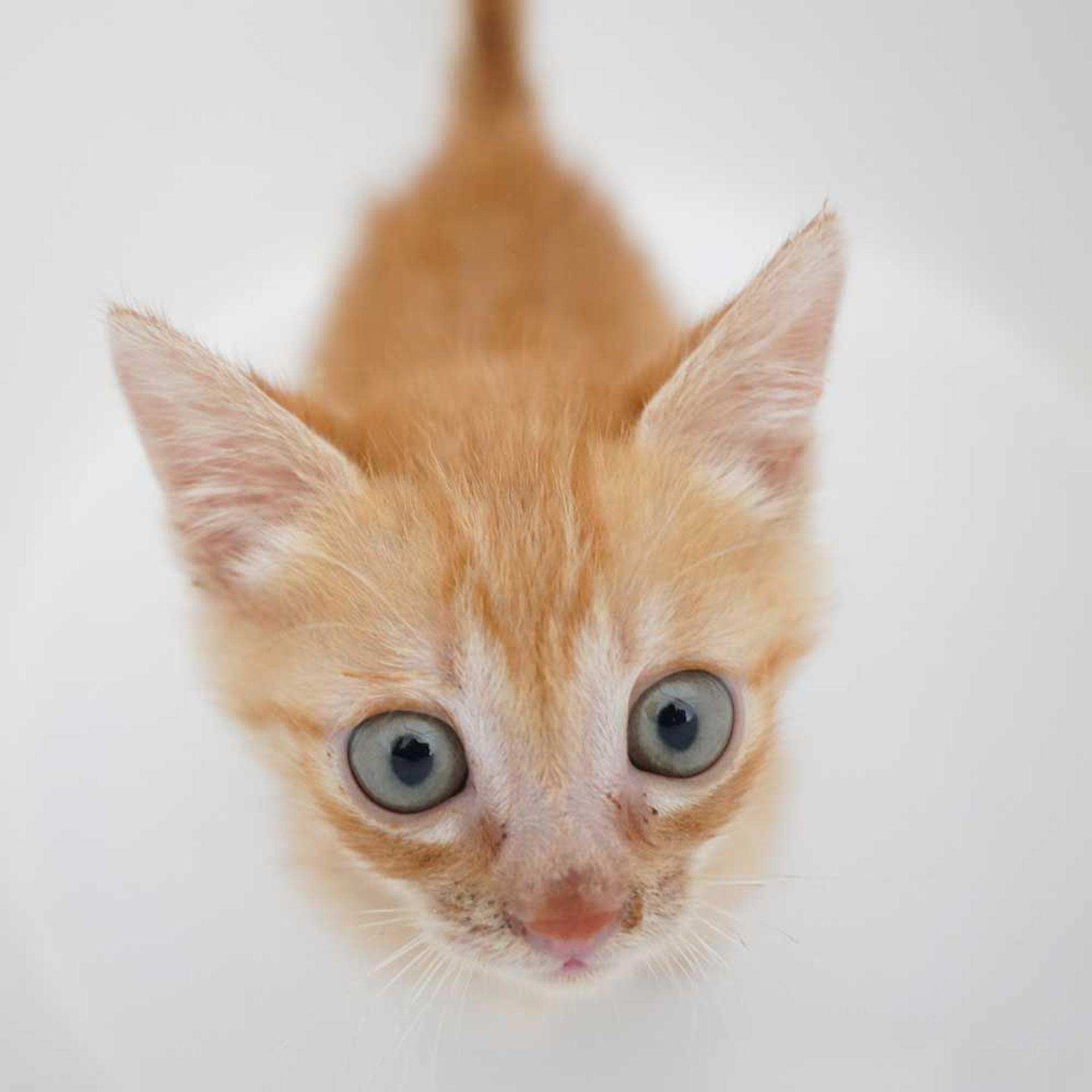 pet-image-8