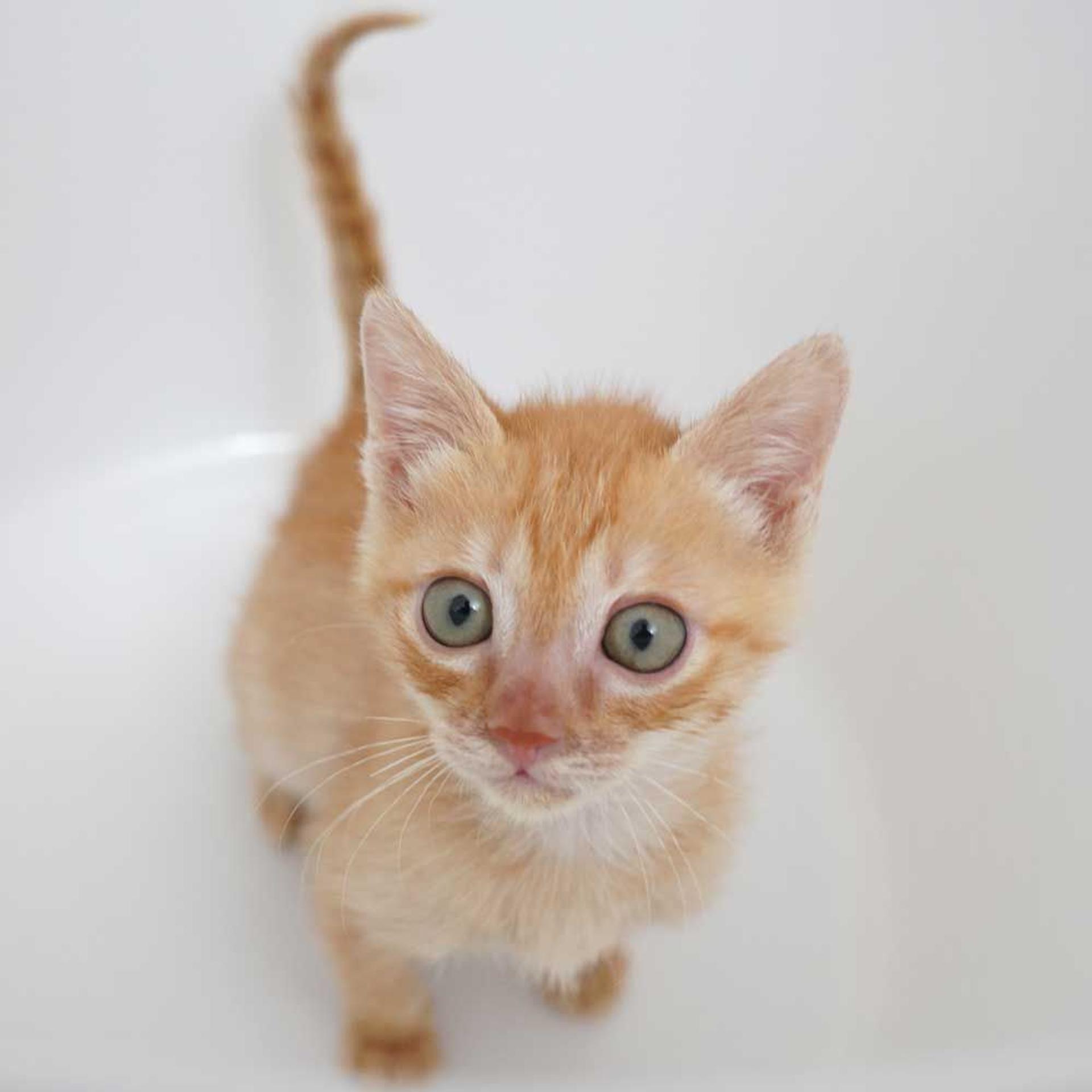 pet-image-9
