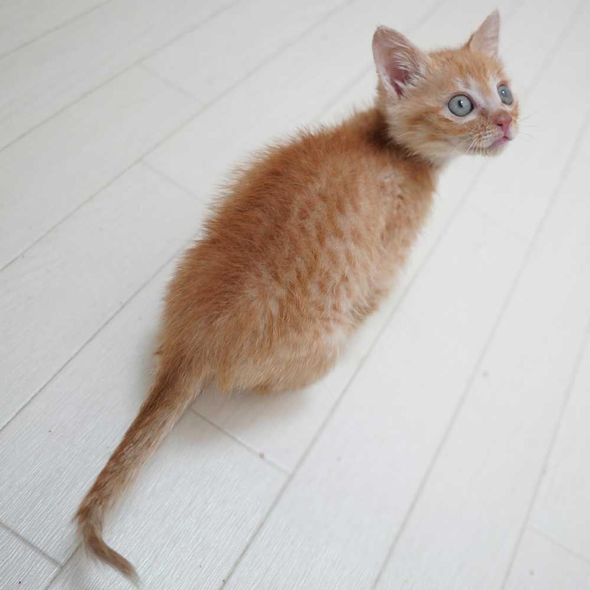 pet-image-10