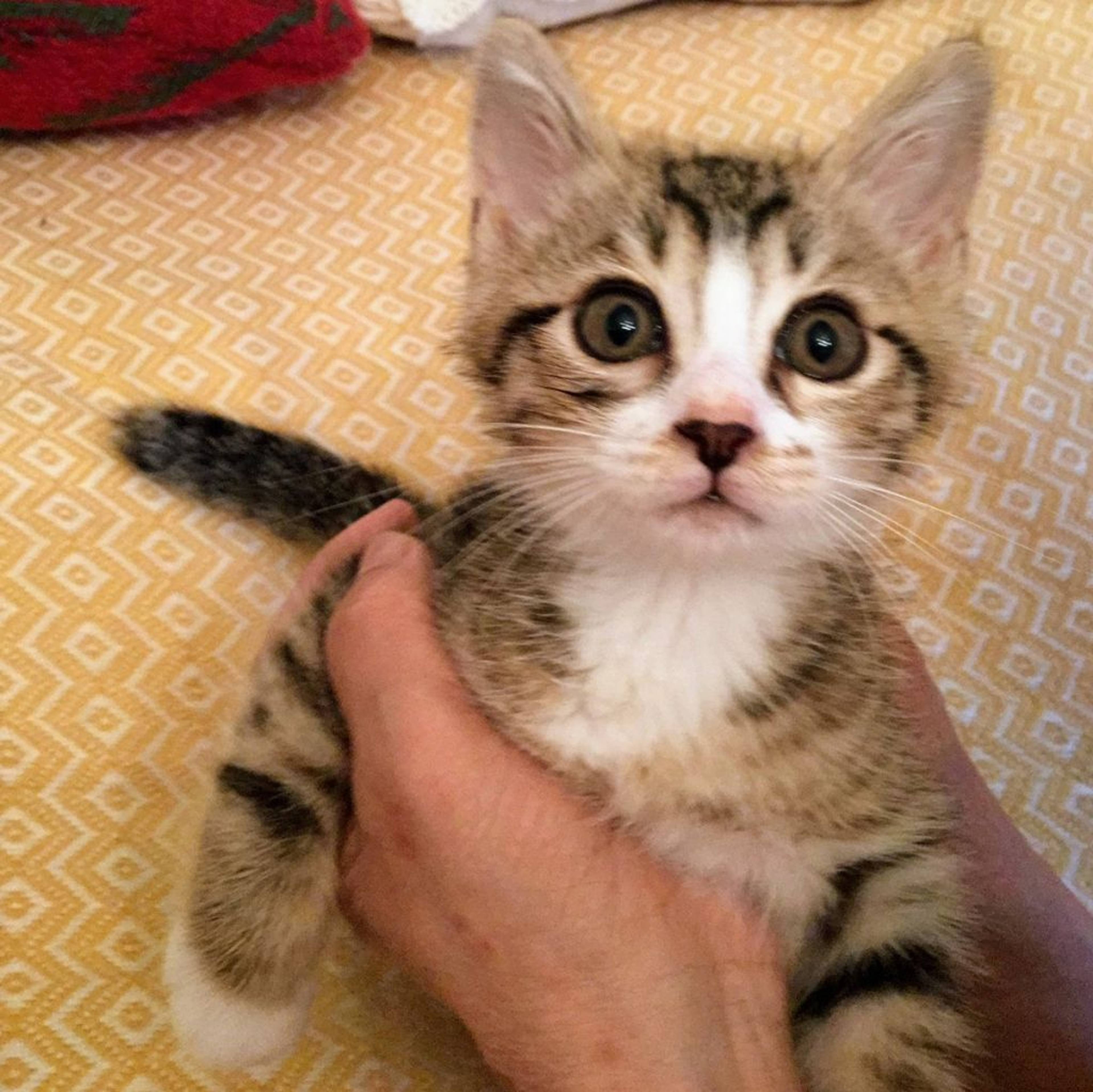 雑種（ミックス猫）・オスの里親募集の写真