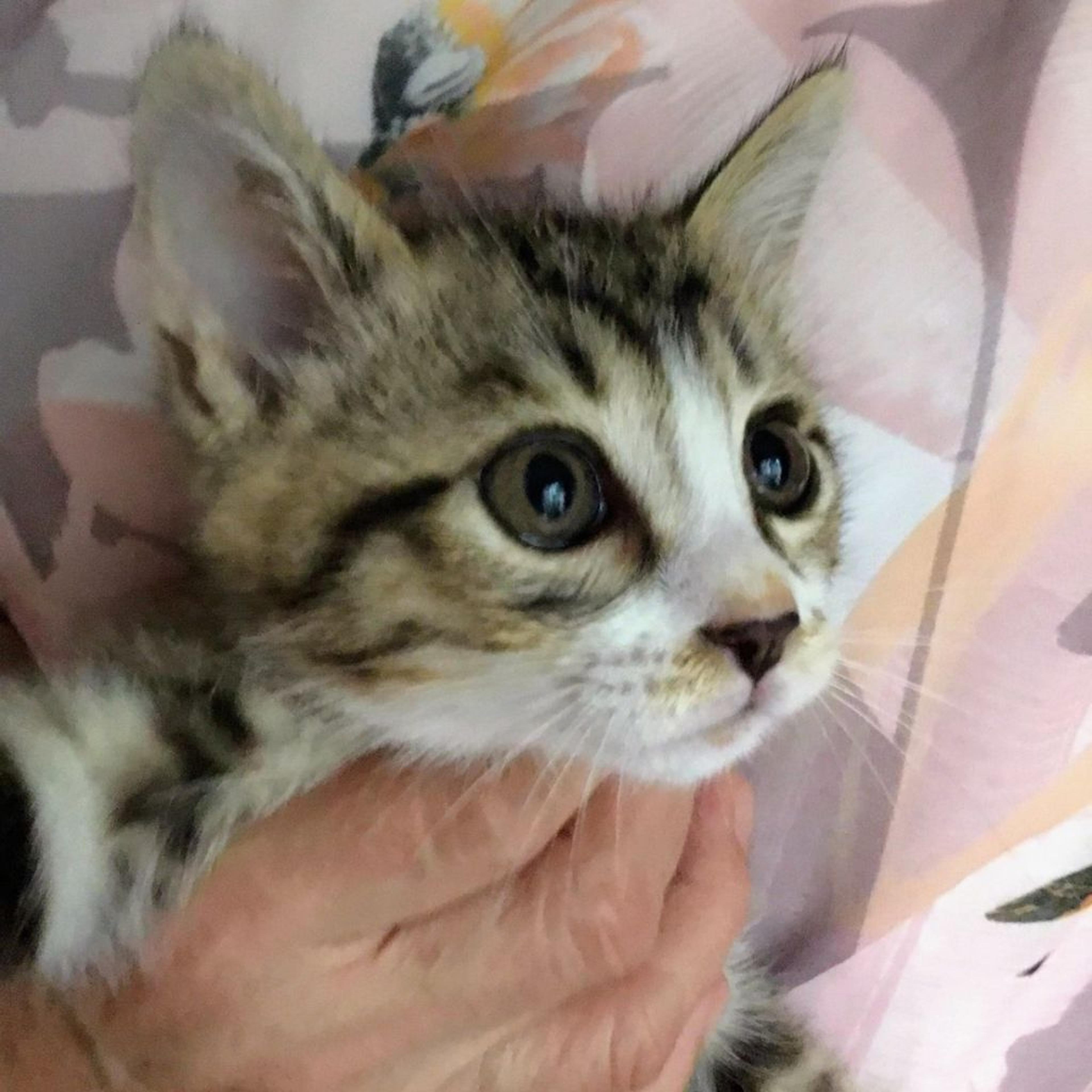 pet-image-2