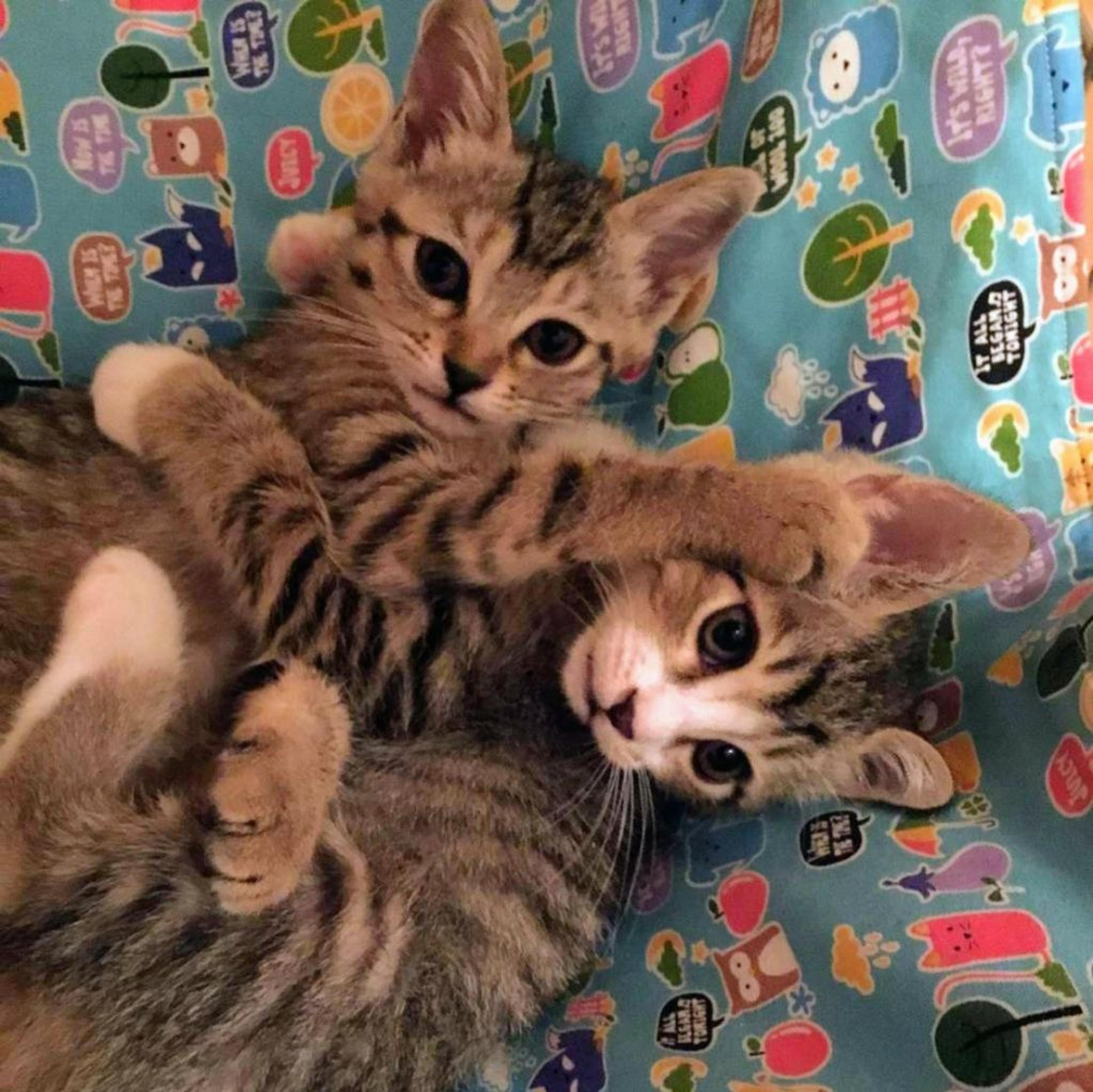 pet-image-3