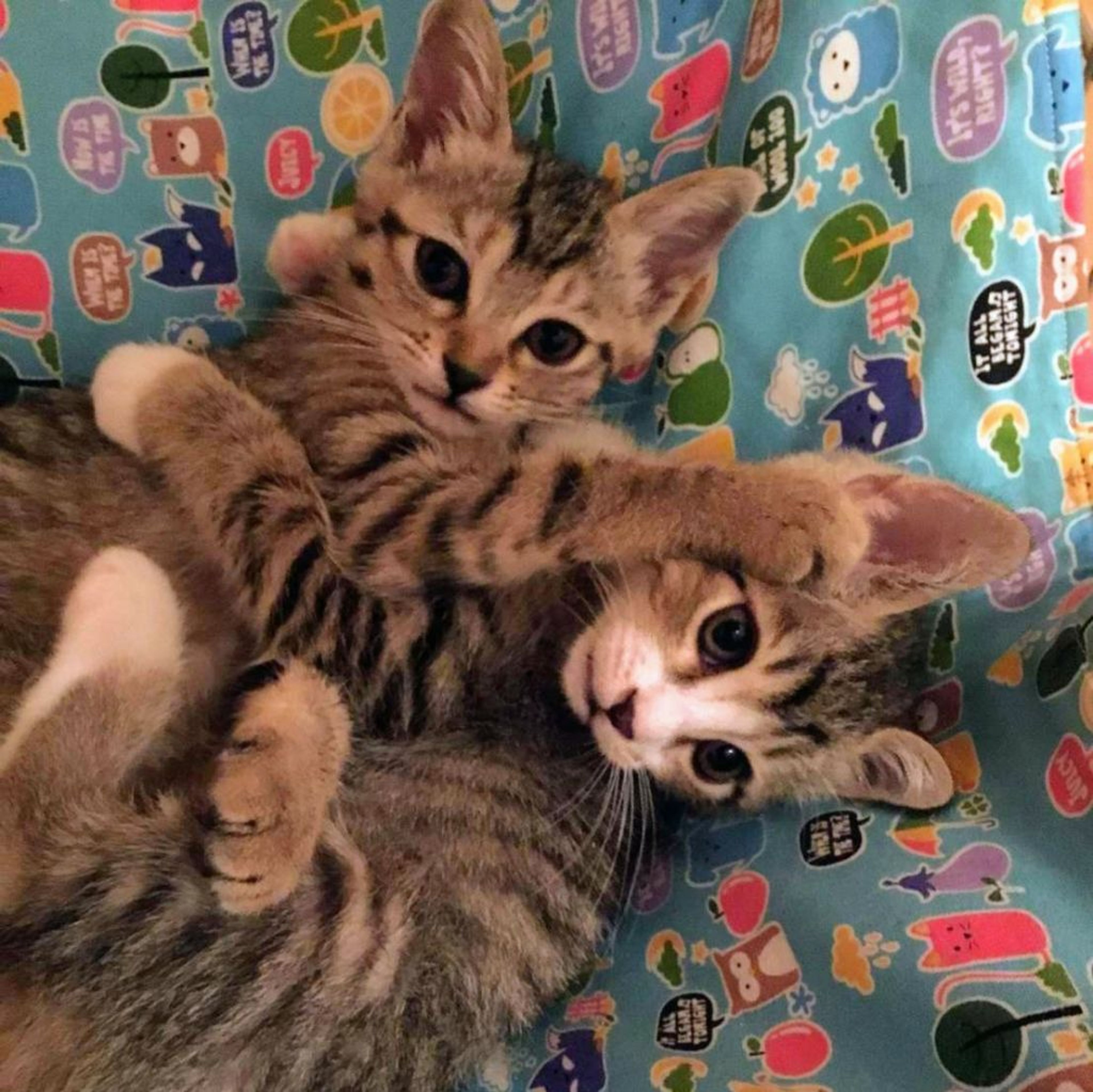 pet-image-3