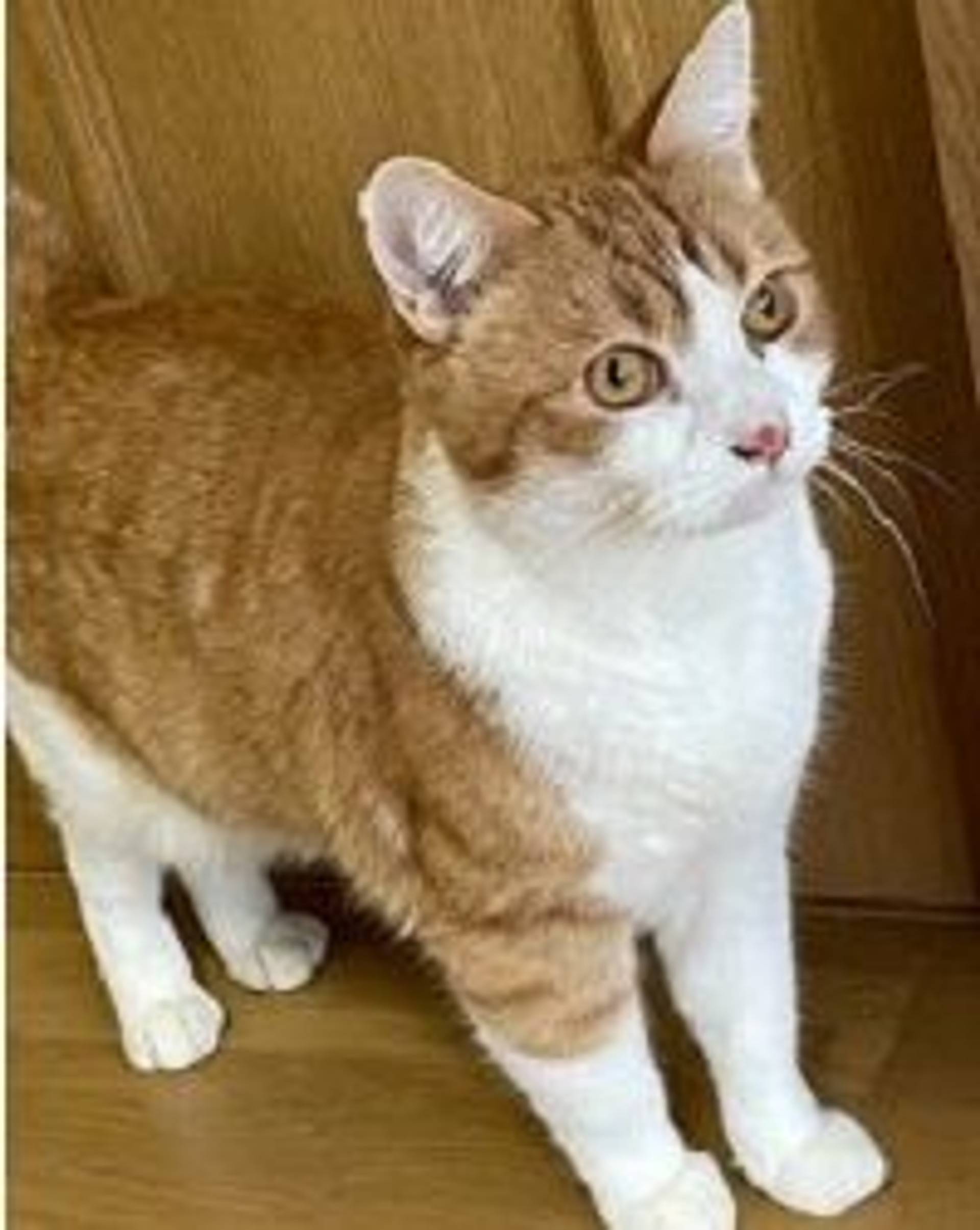 雑種（ミックス猫）・オスの里親募集の写真