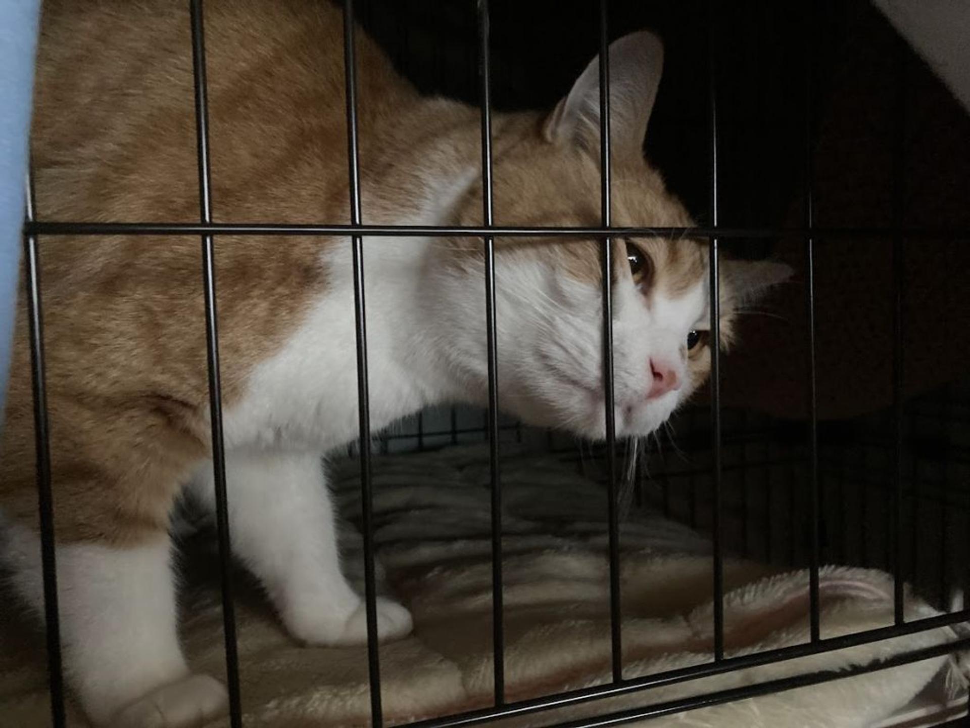 pet-image-4