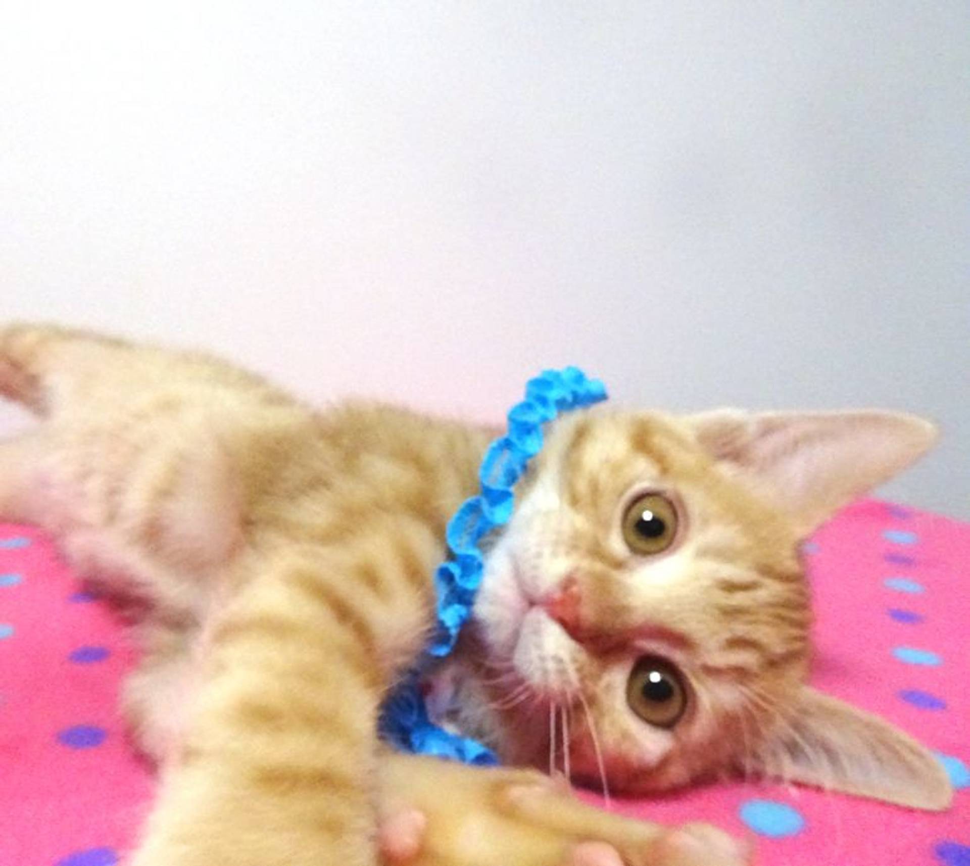 雑種（ミックス猫）・オスの里親募集の写真