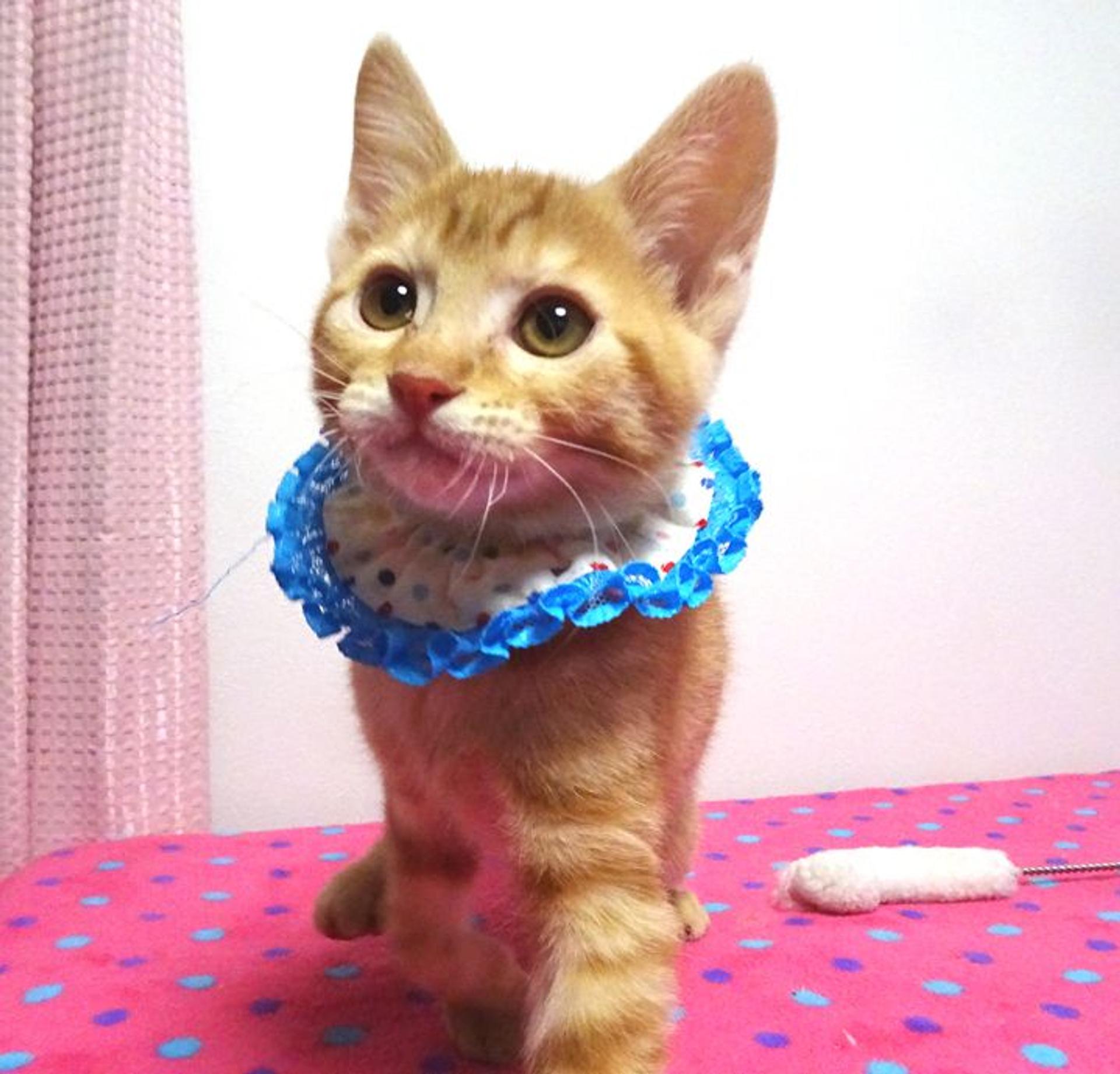 pet-image-3