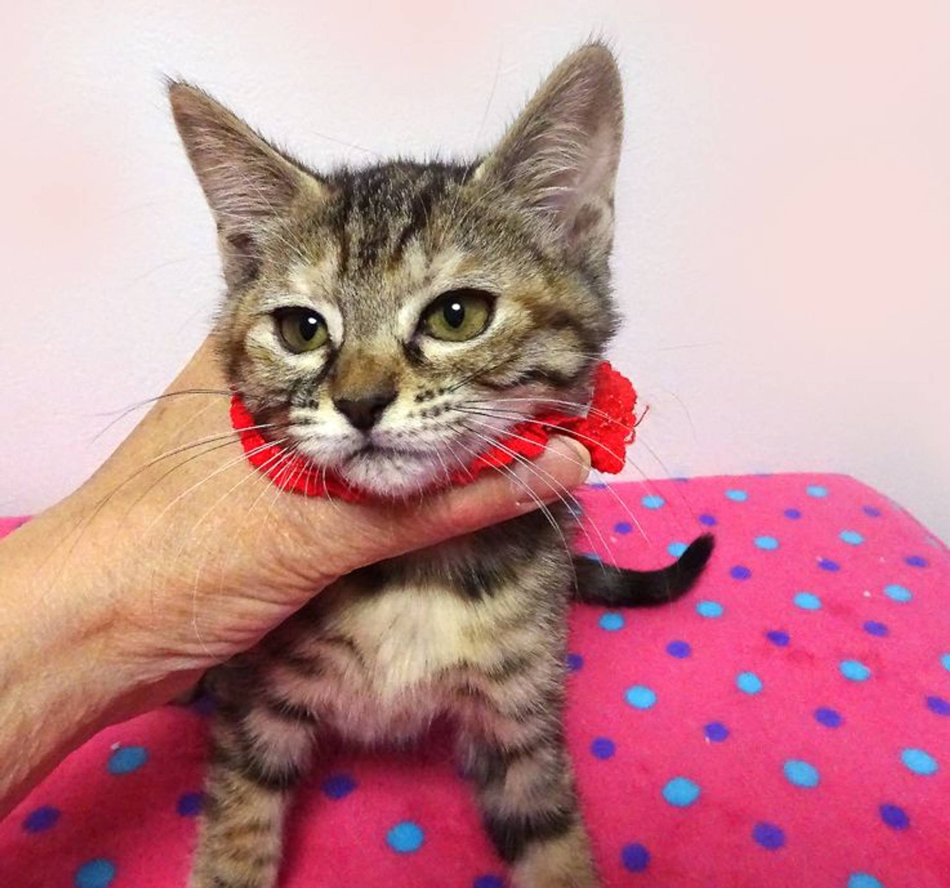 雑種（ミックス猫）・メスの里親募集の写真