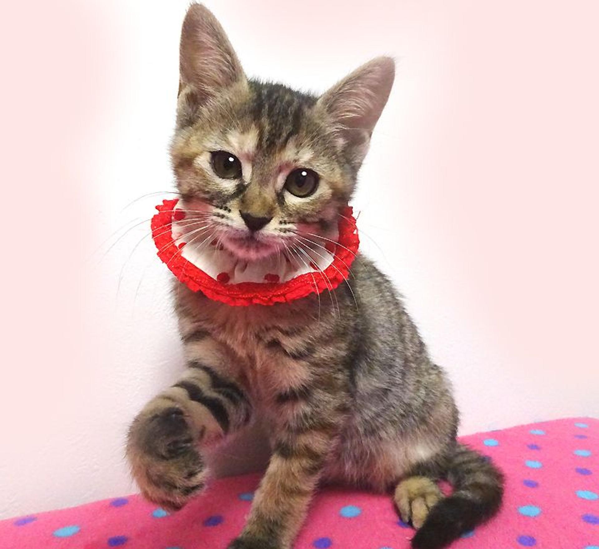pet-image-2
