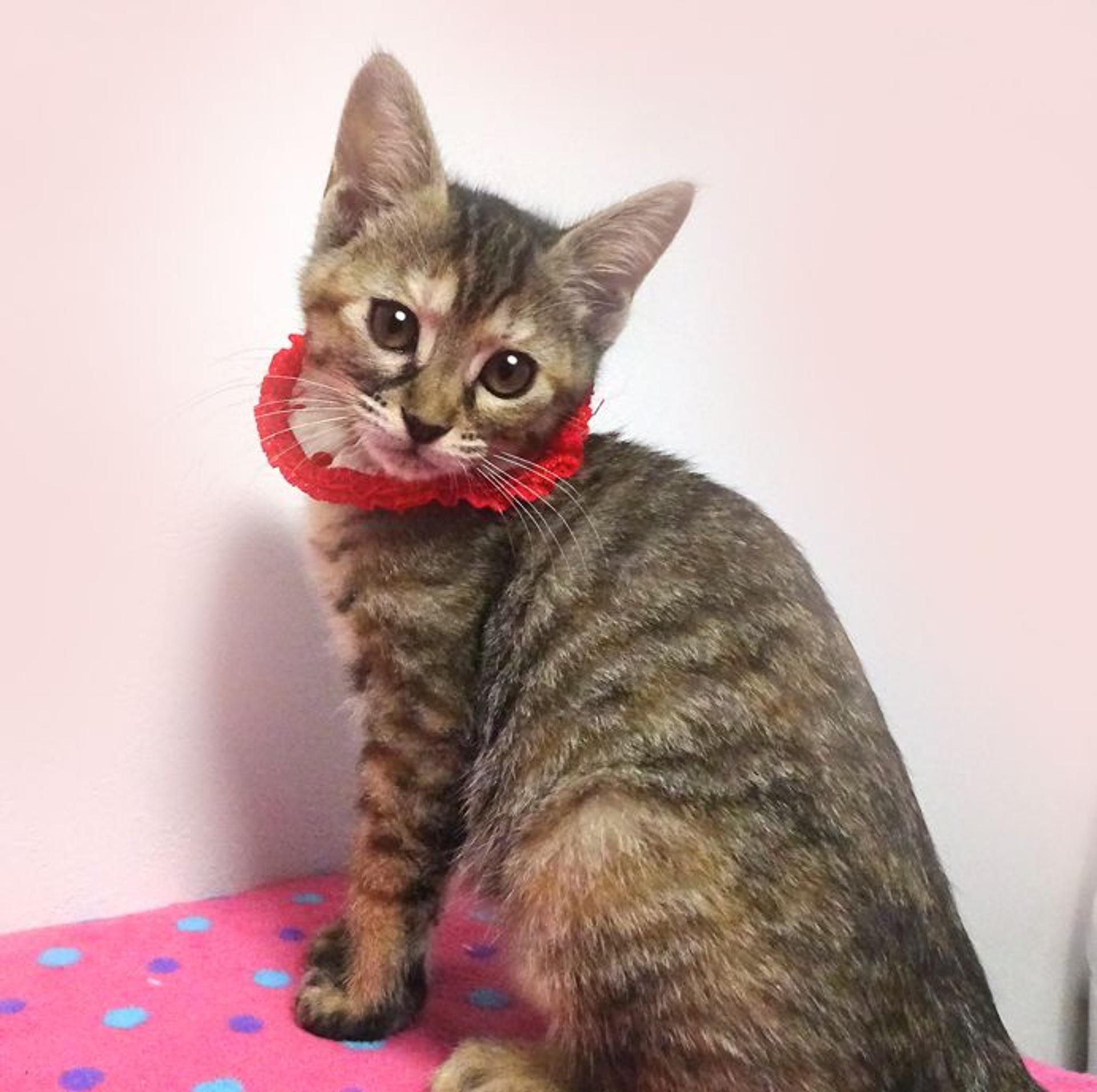 pet-image-4