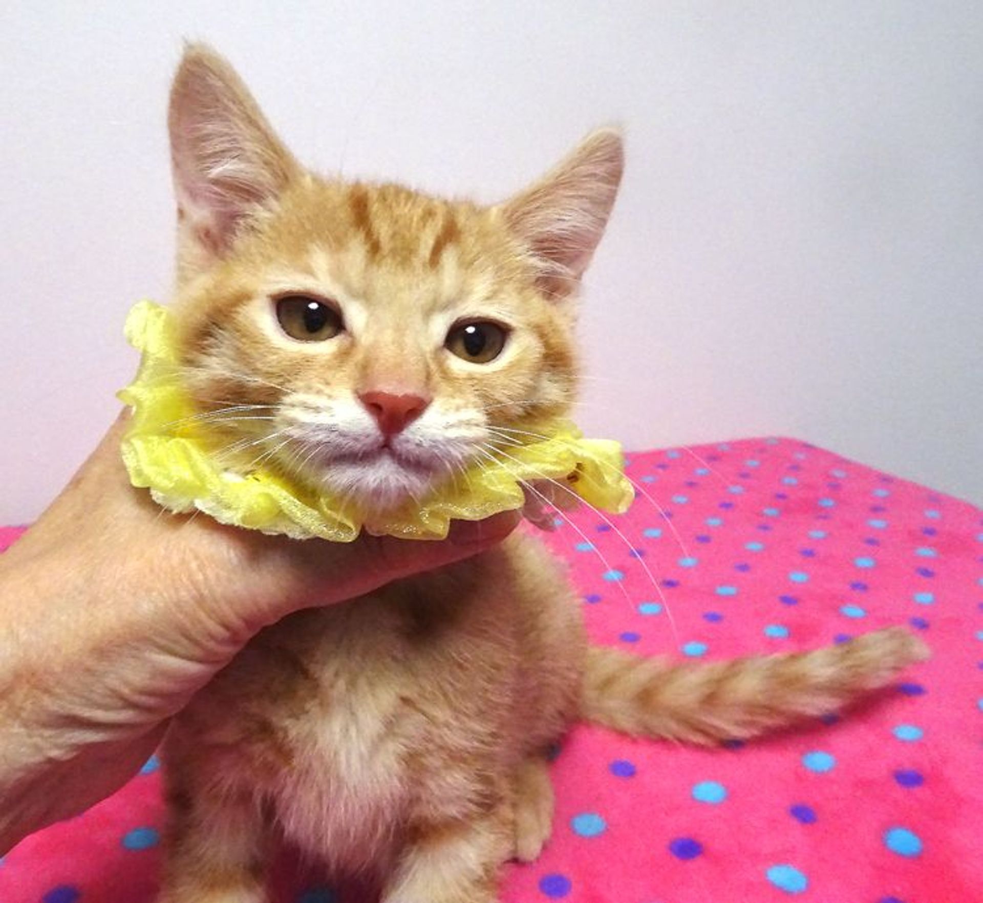 雑種（ミックス猫）・オスの里親募集の写真