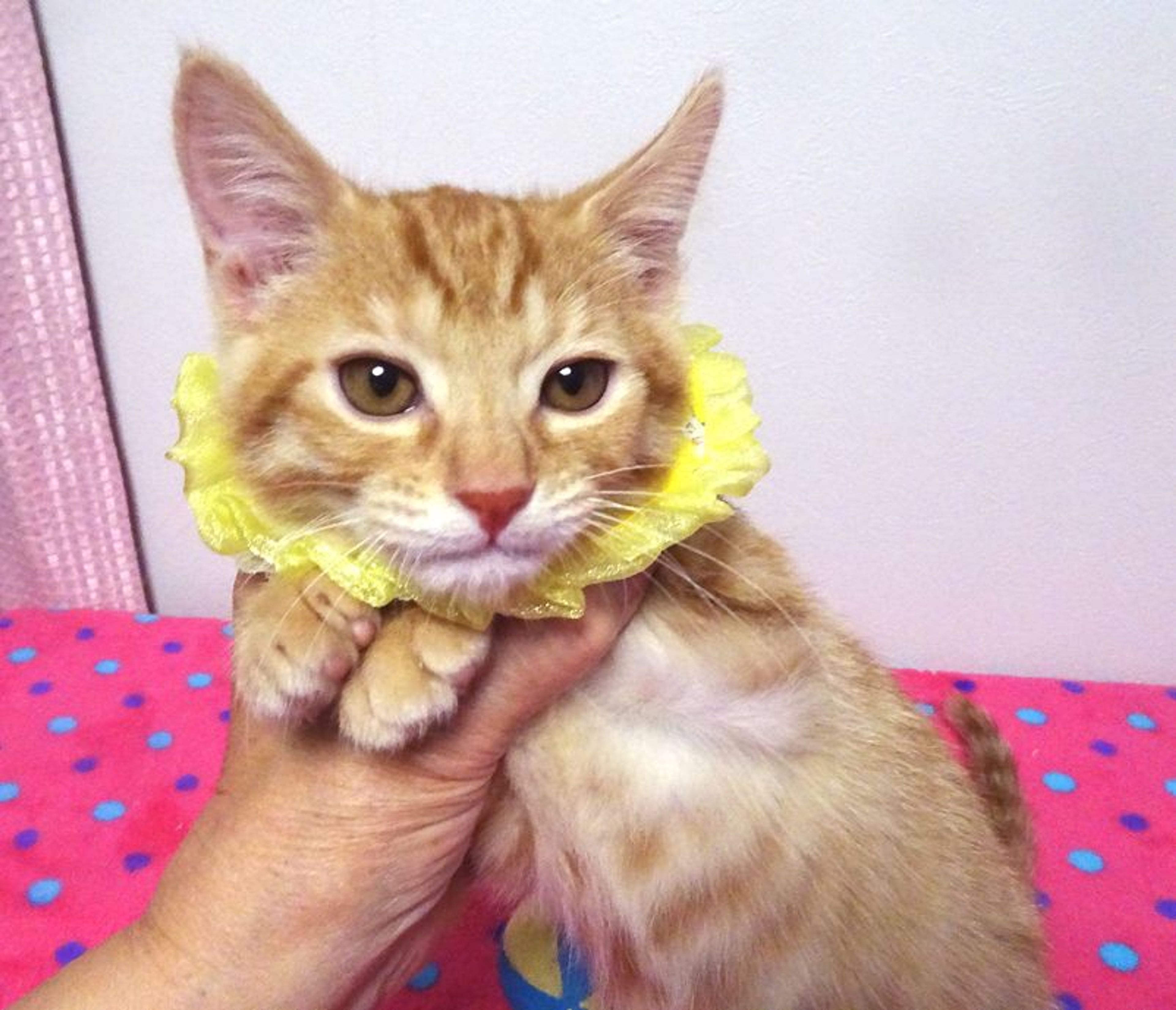 pet-image-5