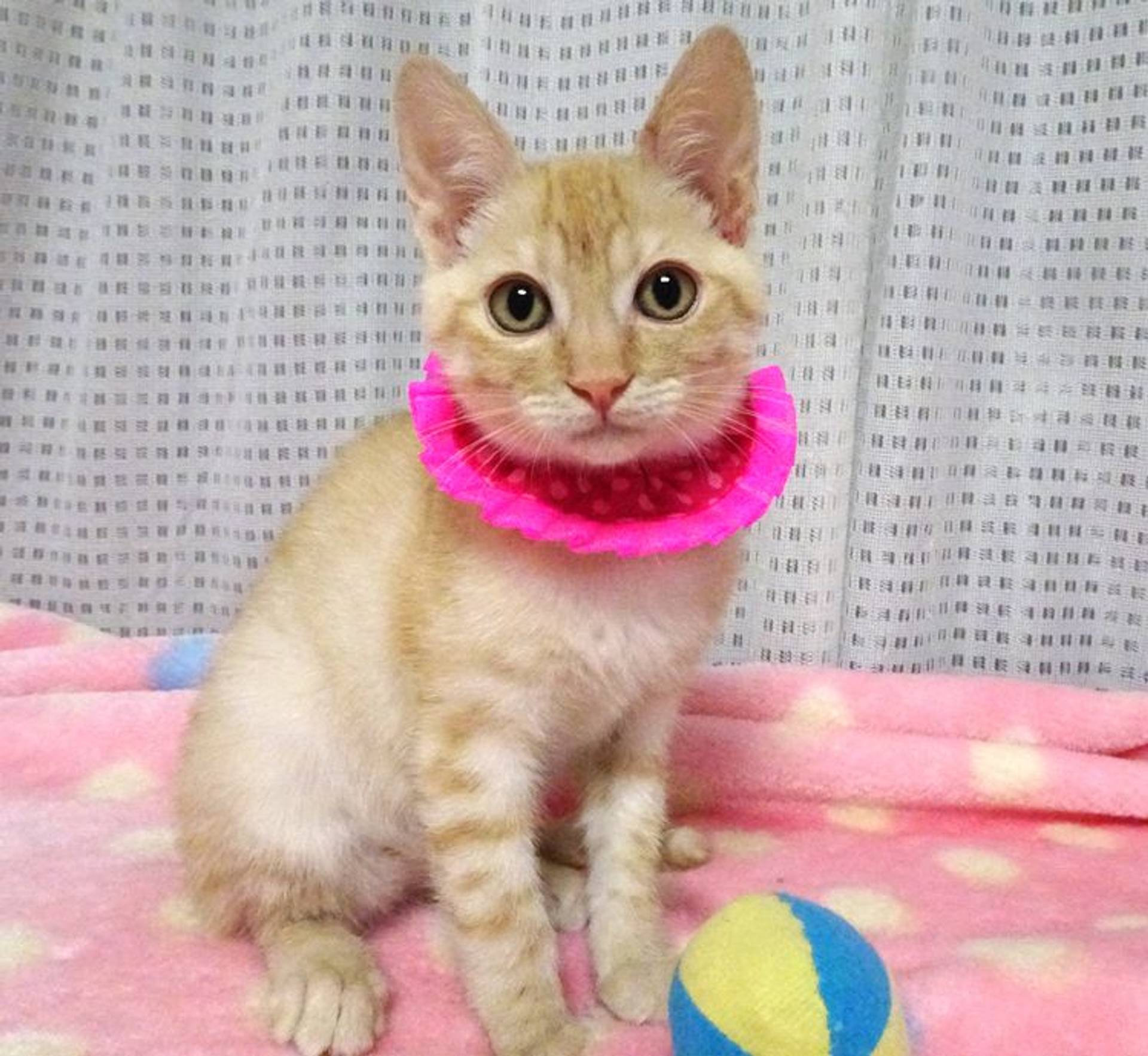 雑種（ミックス猫）・オスの里親募集の写真