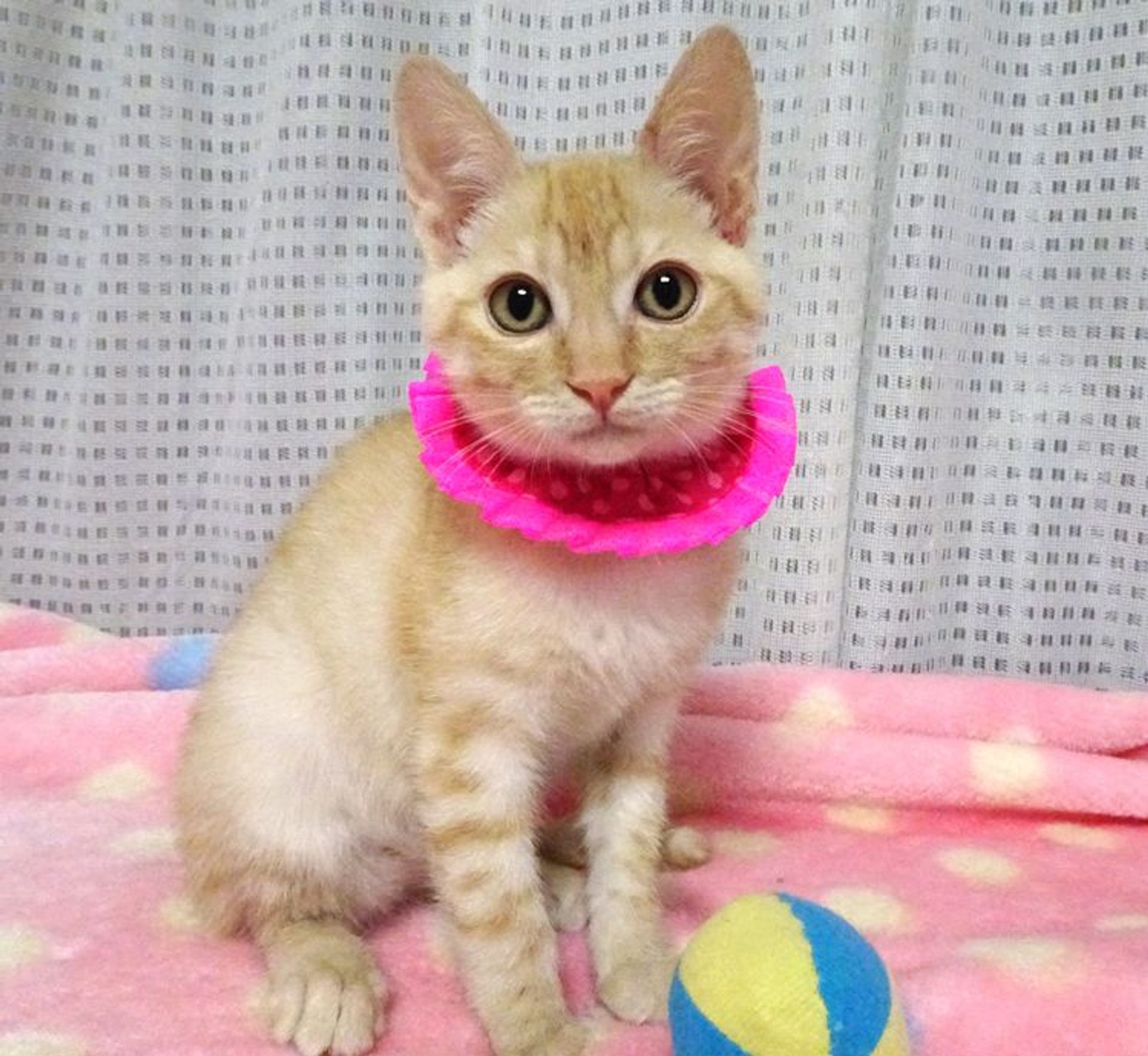 雑種（ミックス猫）・オスの里親募集の写真