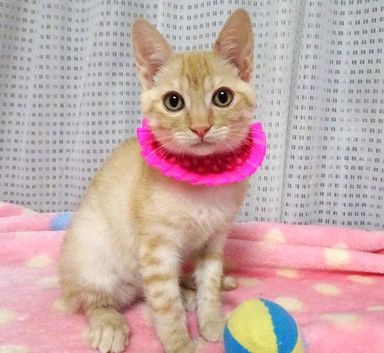 あかねちゃんの写真