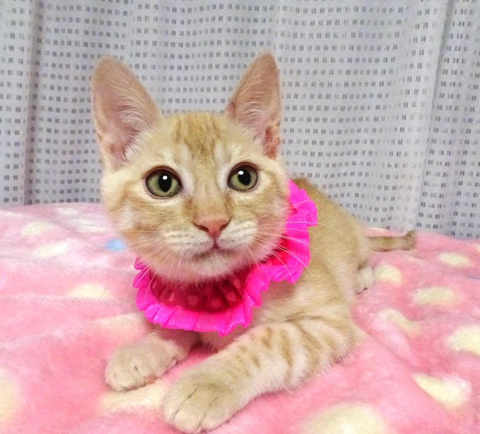 pet-image-2