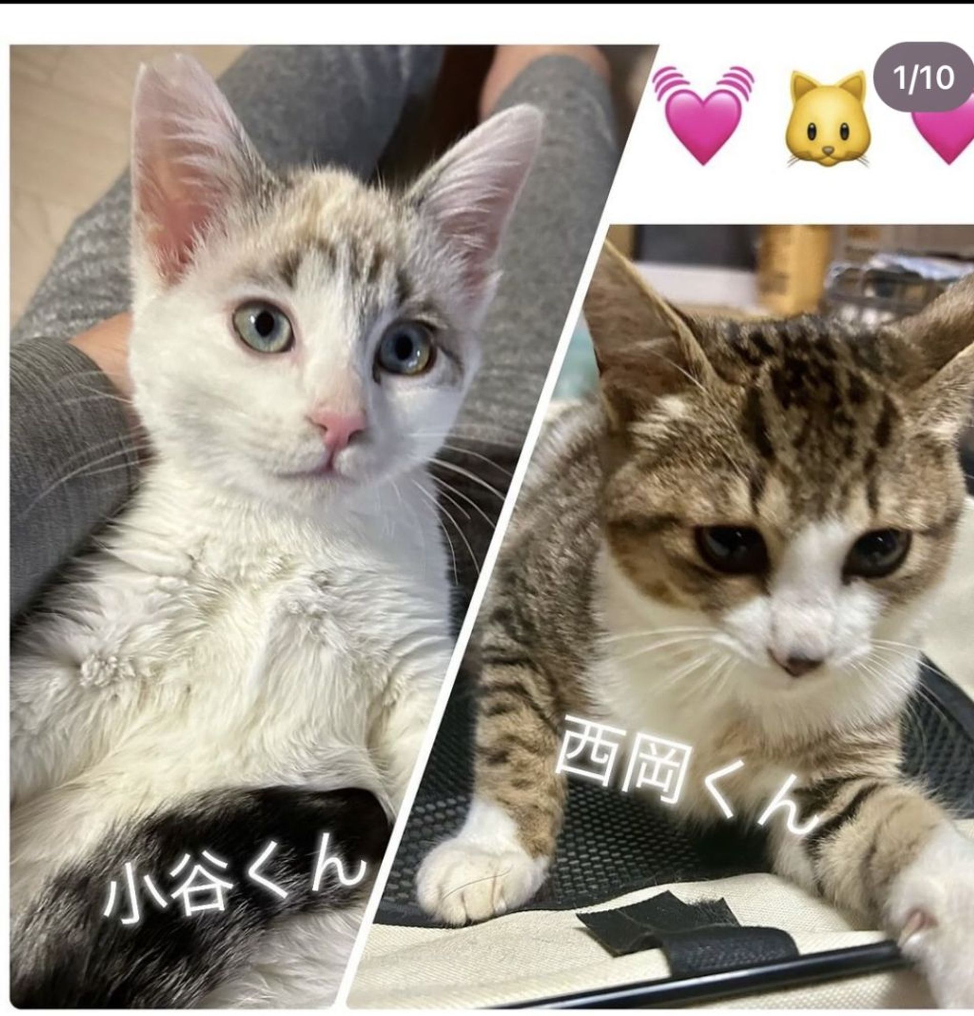 日本猫・オスの里親募集の写真