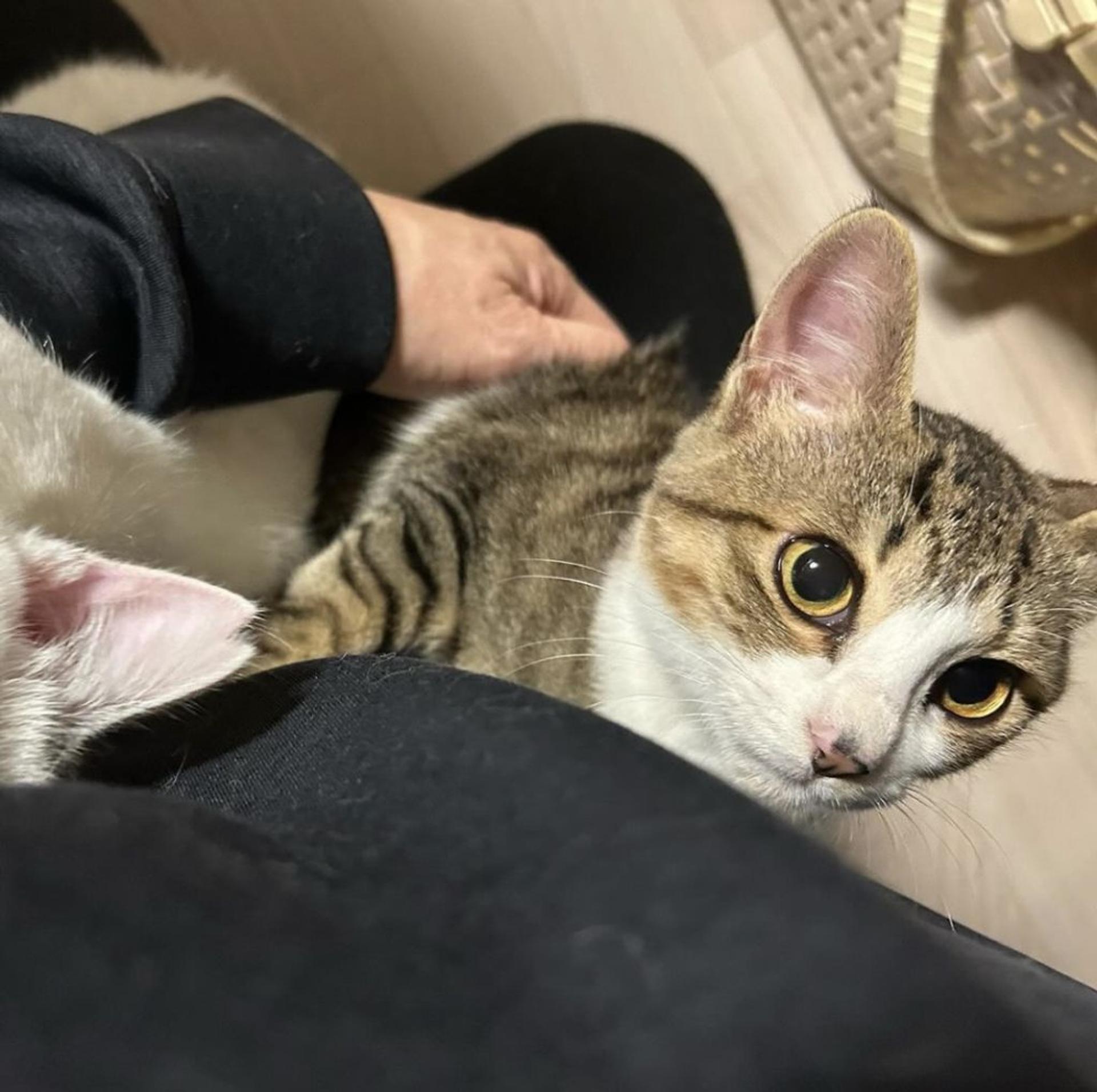 pet-image-2