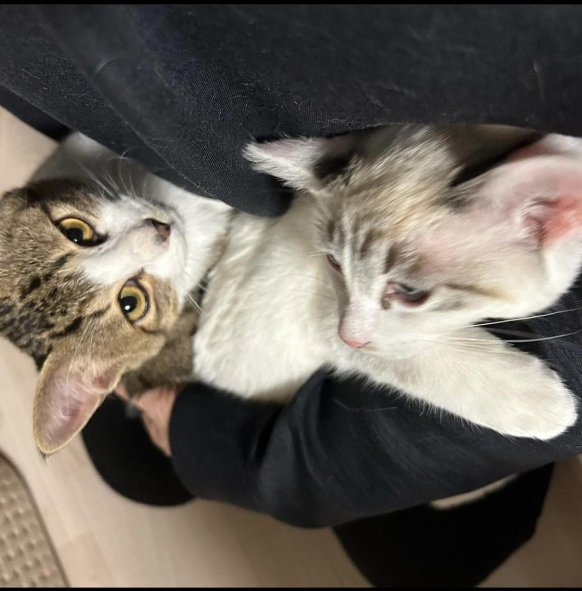 pet-image-3