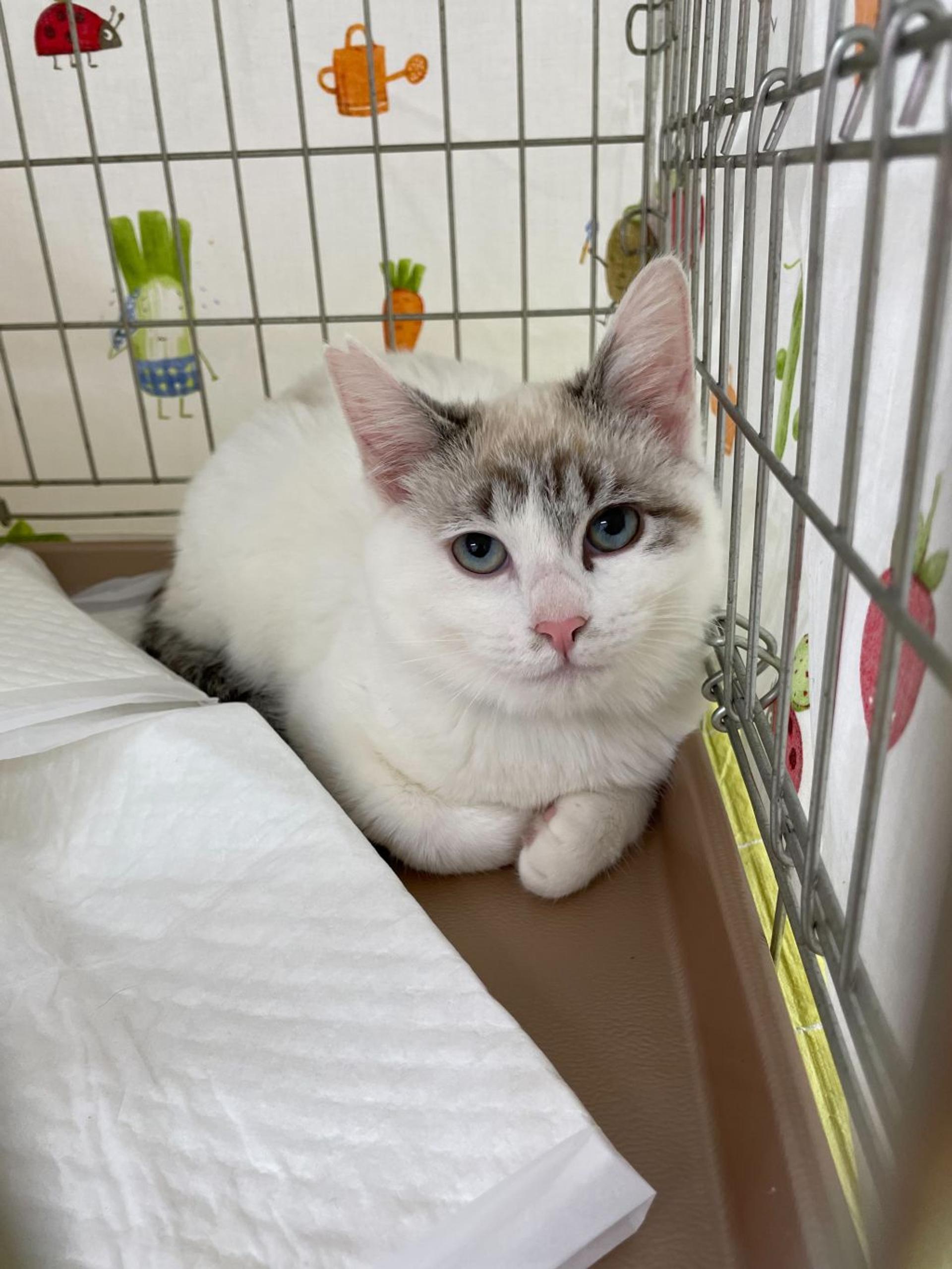 pet-image-5